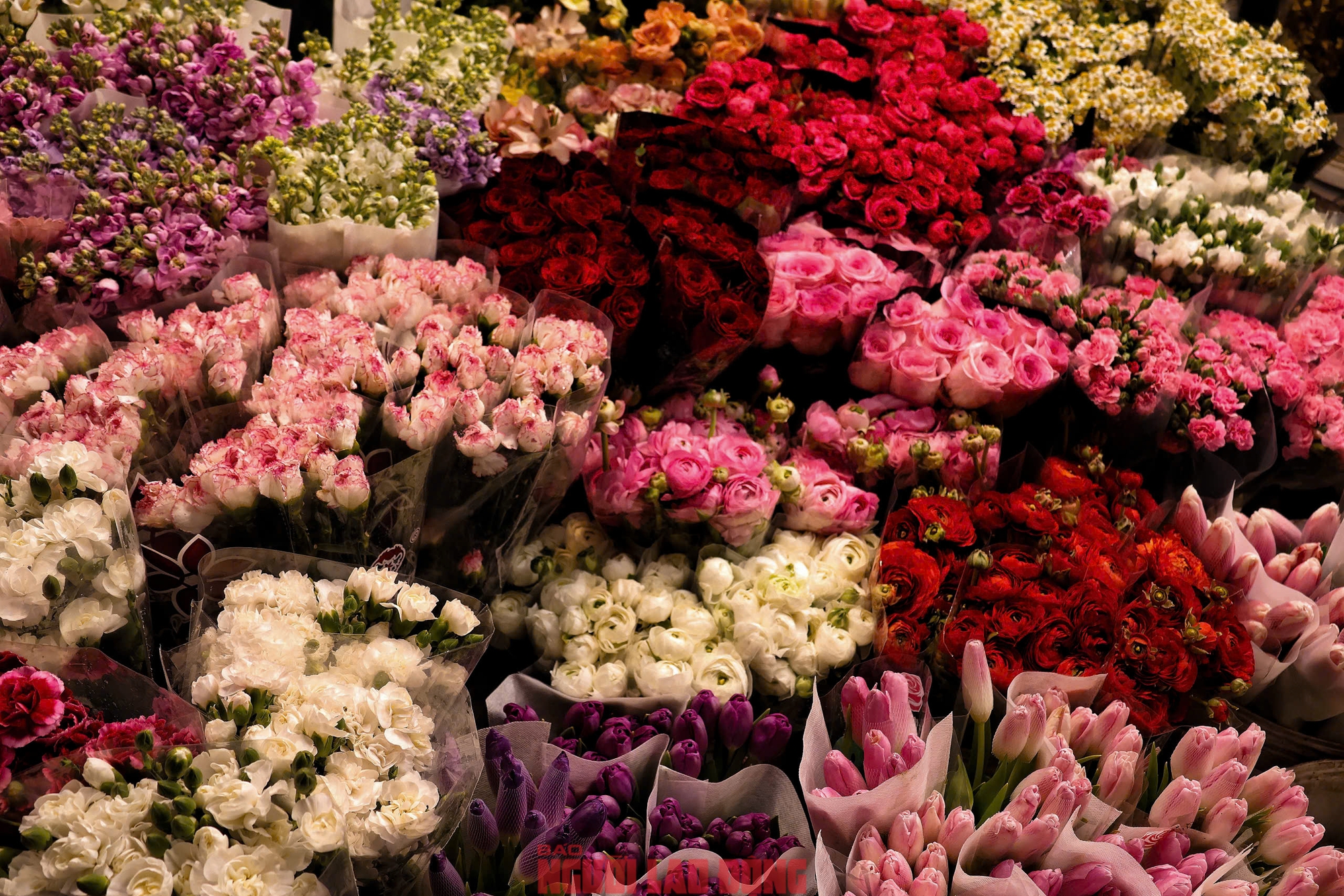 Kh&aacute;m ph&aacute; chợ hoa Quảng An lớn nhất H&agrave; Nội dịp Tết 2026 - Ảnh 7.