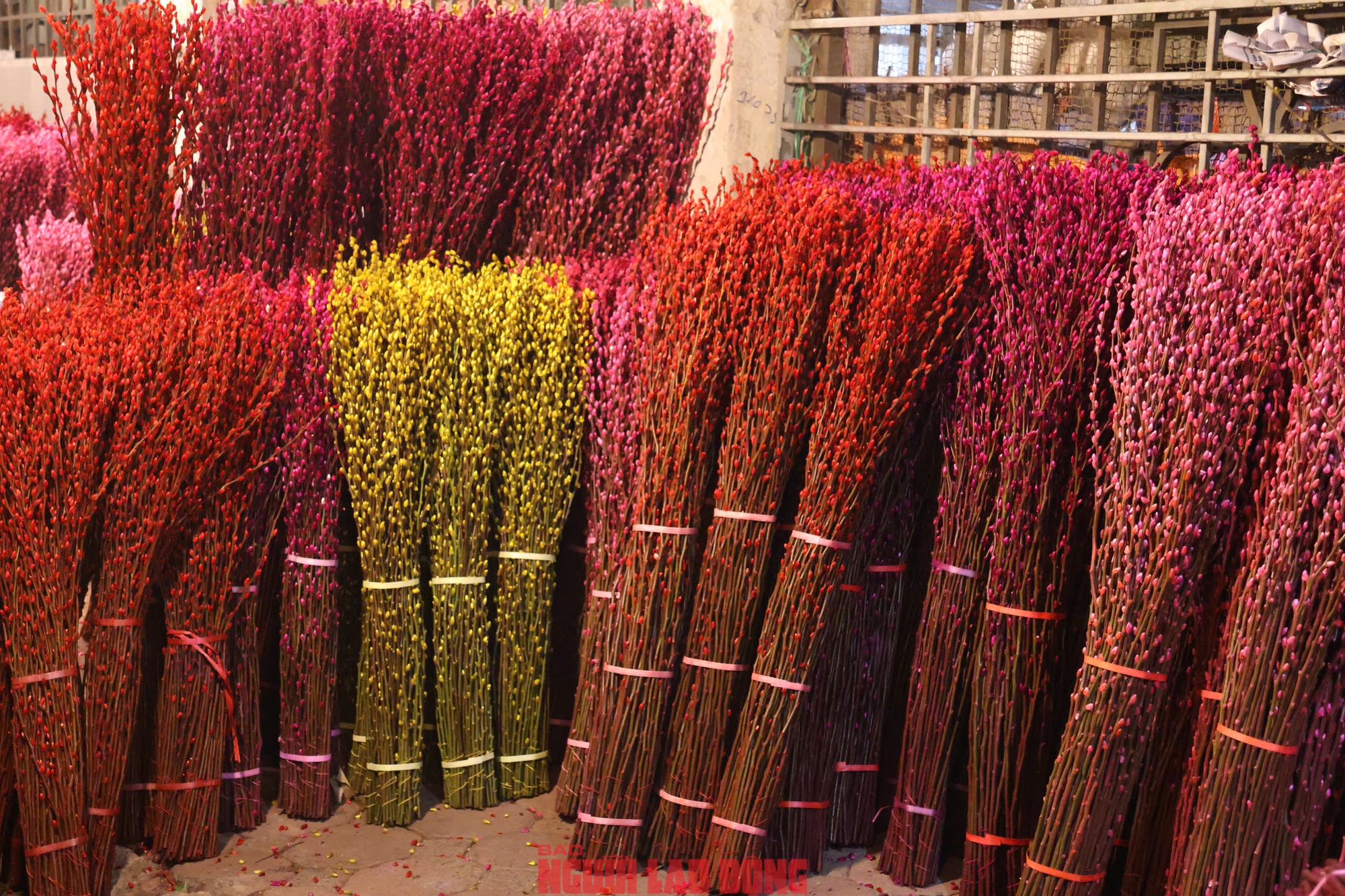 Kh&aacute;m ph&aacute; chợ hoa Quảng An lớn nhất H&agrave; Nội dịp Tết 2026 - Ảnh 21.
