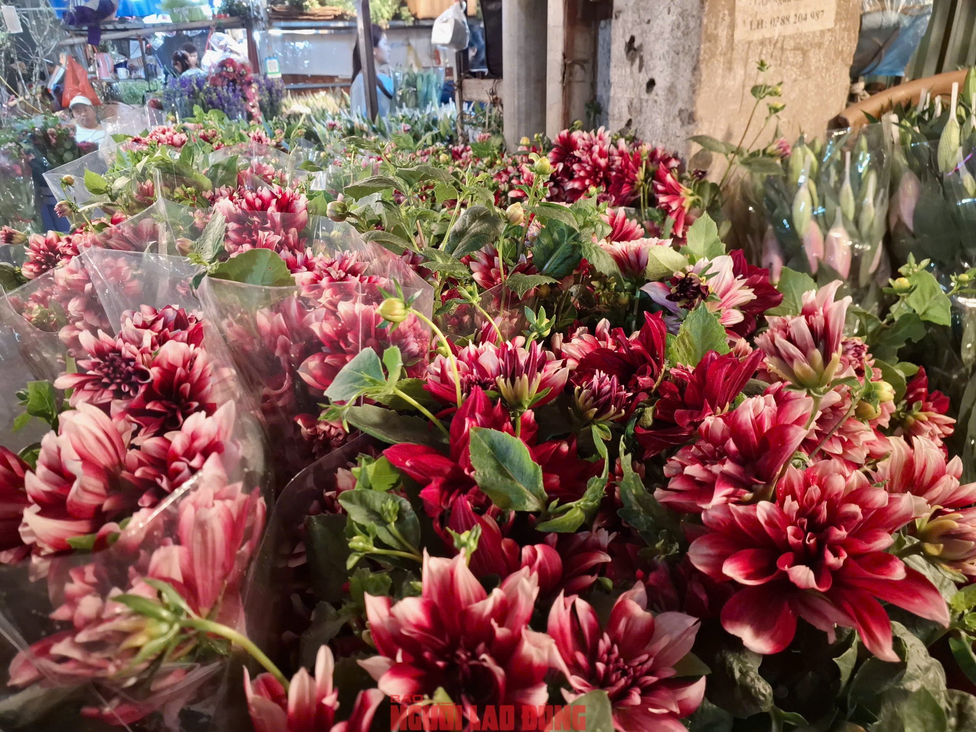 Kh&aacute;m ph&aacute; chợ hoa Quảng An lớn nhất H&agrave; Nội dịp Tết 2026 - Ảnh 22.