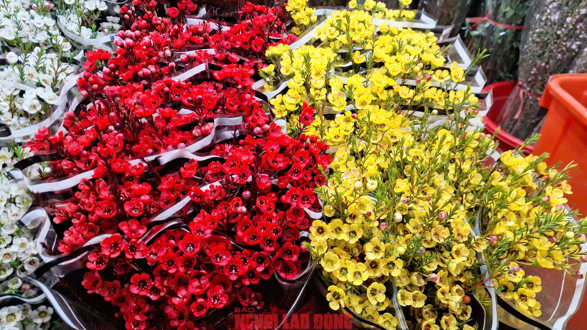 Kh&aacute;m ph&aacute; chợ hoa Quảng An lớn nhất H&agrave; Nội dịp Tết 2026 - Ảnh 25.
