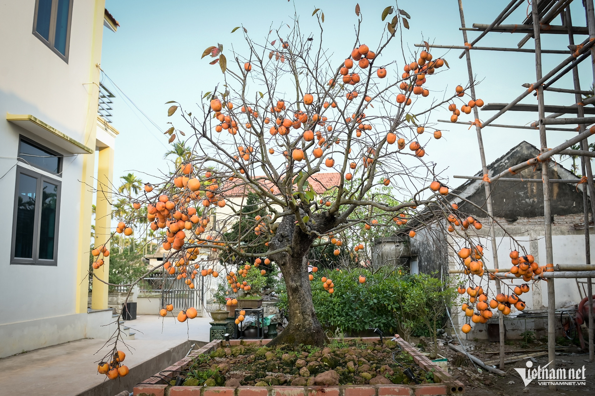 C&acirc;y hồng cổ 100 năm tuổi ở Ninh B&igrave;nh được trả gi&aacute; 500 triệu đồng - Ảnh 2.