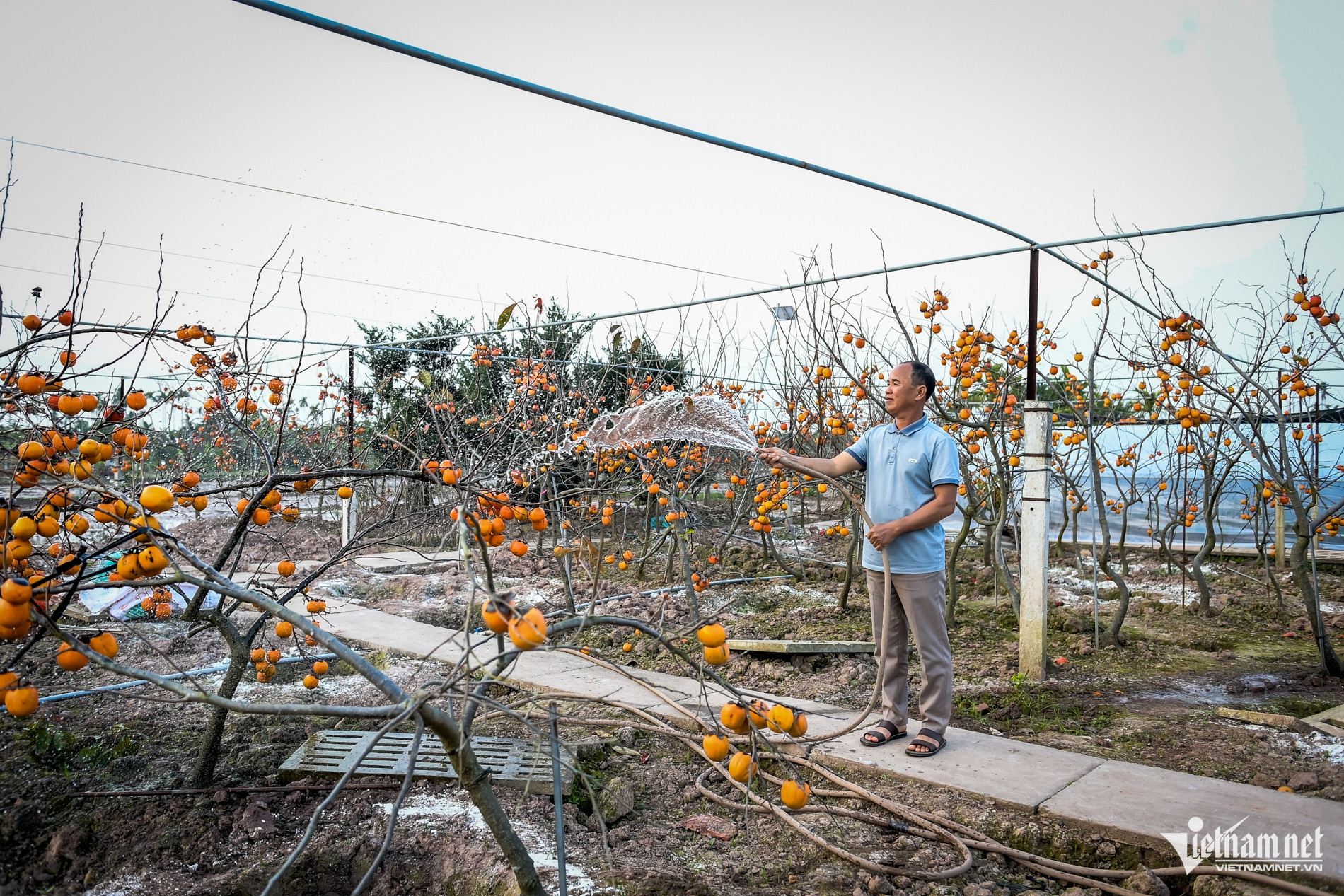 C&acirc;y hồng cổ 100 năm tuổi ở Ninh B&igrave;nh được trả gi&aacute; 500 triệu đồng - Ảnh 1.