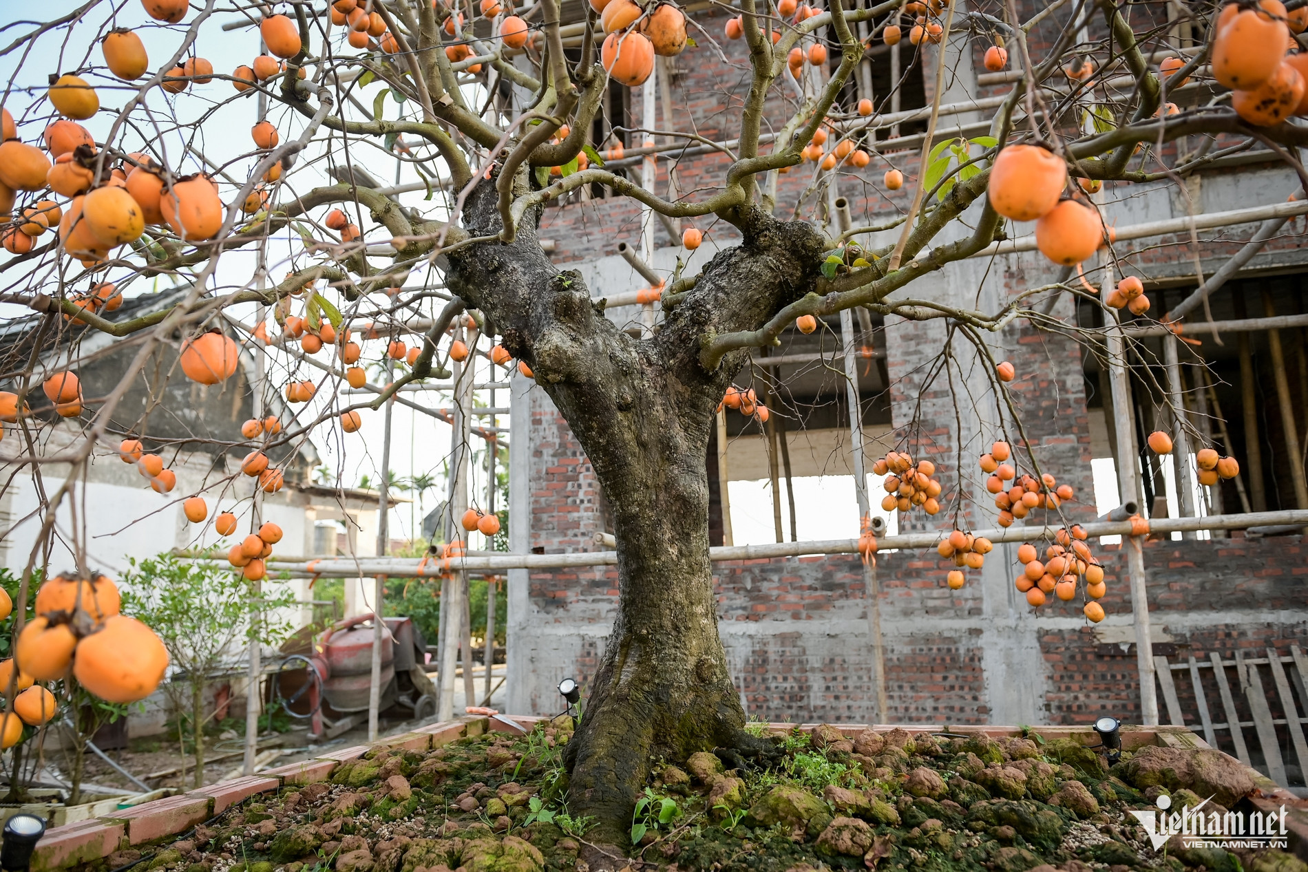 C&acirc;y hồng cổ 100 năm tuổi ở Ninh B&igrave;nh được trả gi&aacute; 500 triệu đồng - Ảnh 3.