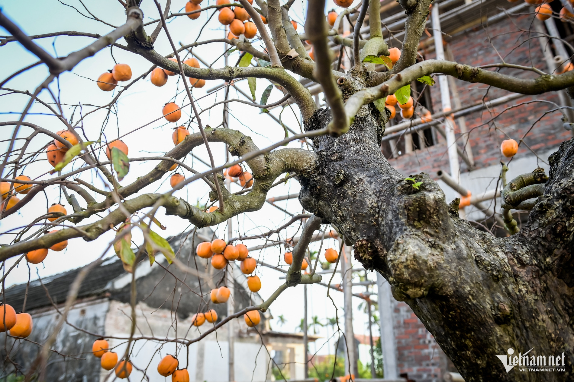 C&acirc;y hồng cổ 100 năm tuổi ở Ninh B&igrave;nh được trả gi&aacute; 500 triệu đồng - Ảnh 4.