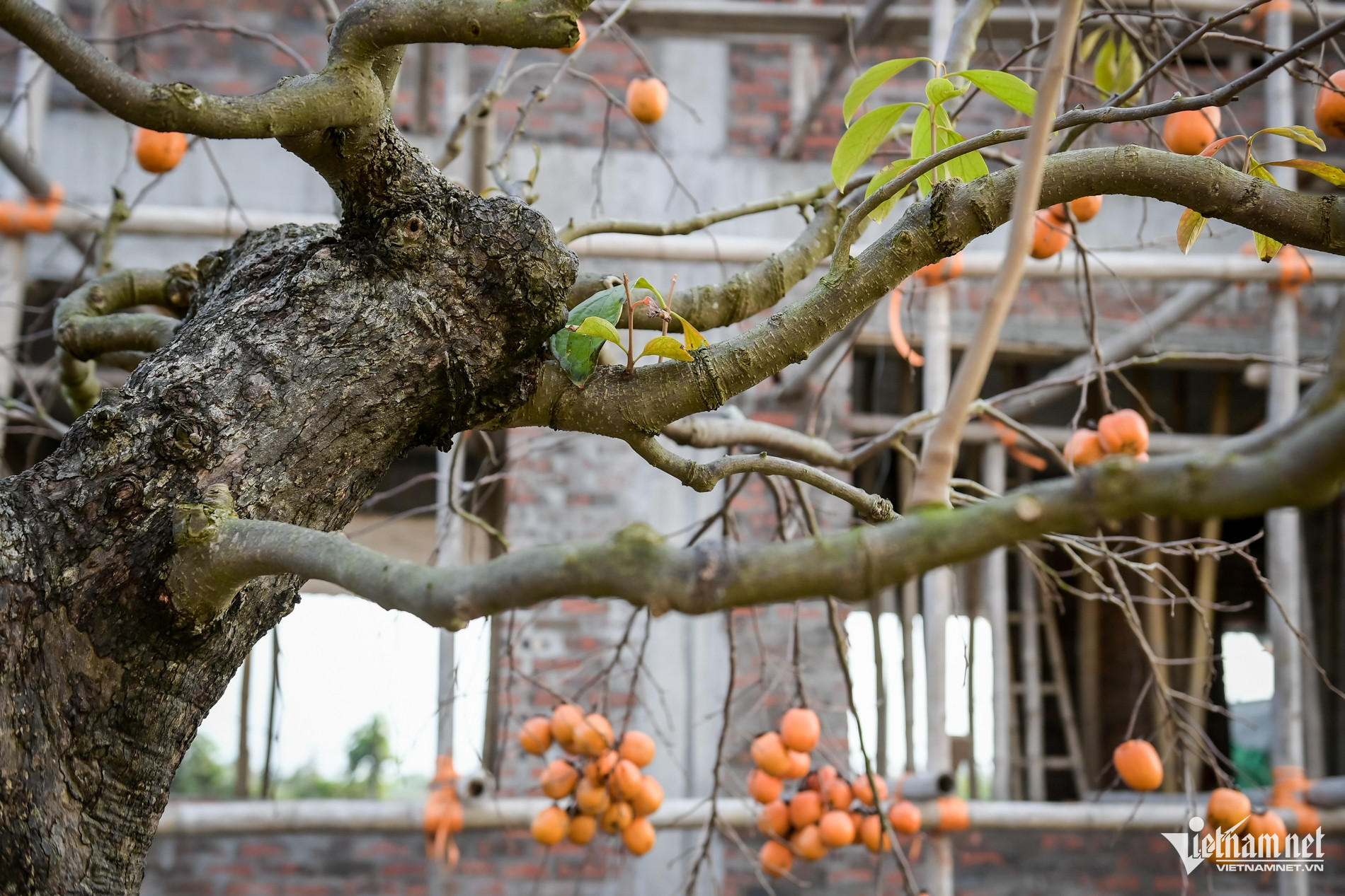 C&acirc;y hồng cổ 100 năm tuổi ở Ninh B&igrave;nh được trả gi&aacute; 500 triệu đồng - Ảnh 5.