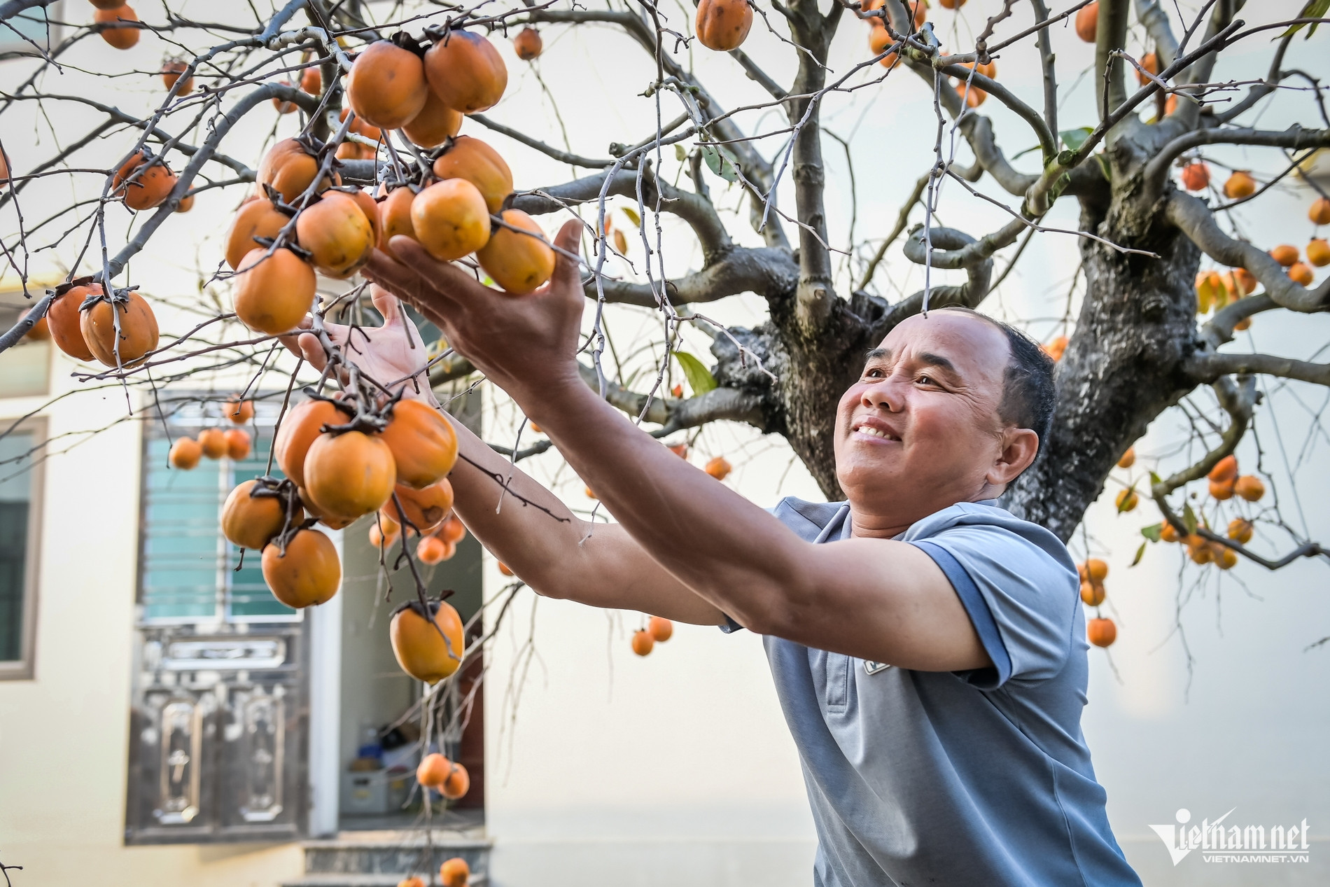 C&acirc;y hồng cổ 100 năm tuổi ở Ninh B&igrave;nh được trả gi&aacute; 500 triệu đồng - Ảnh 6.