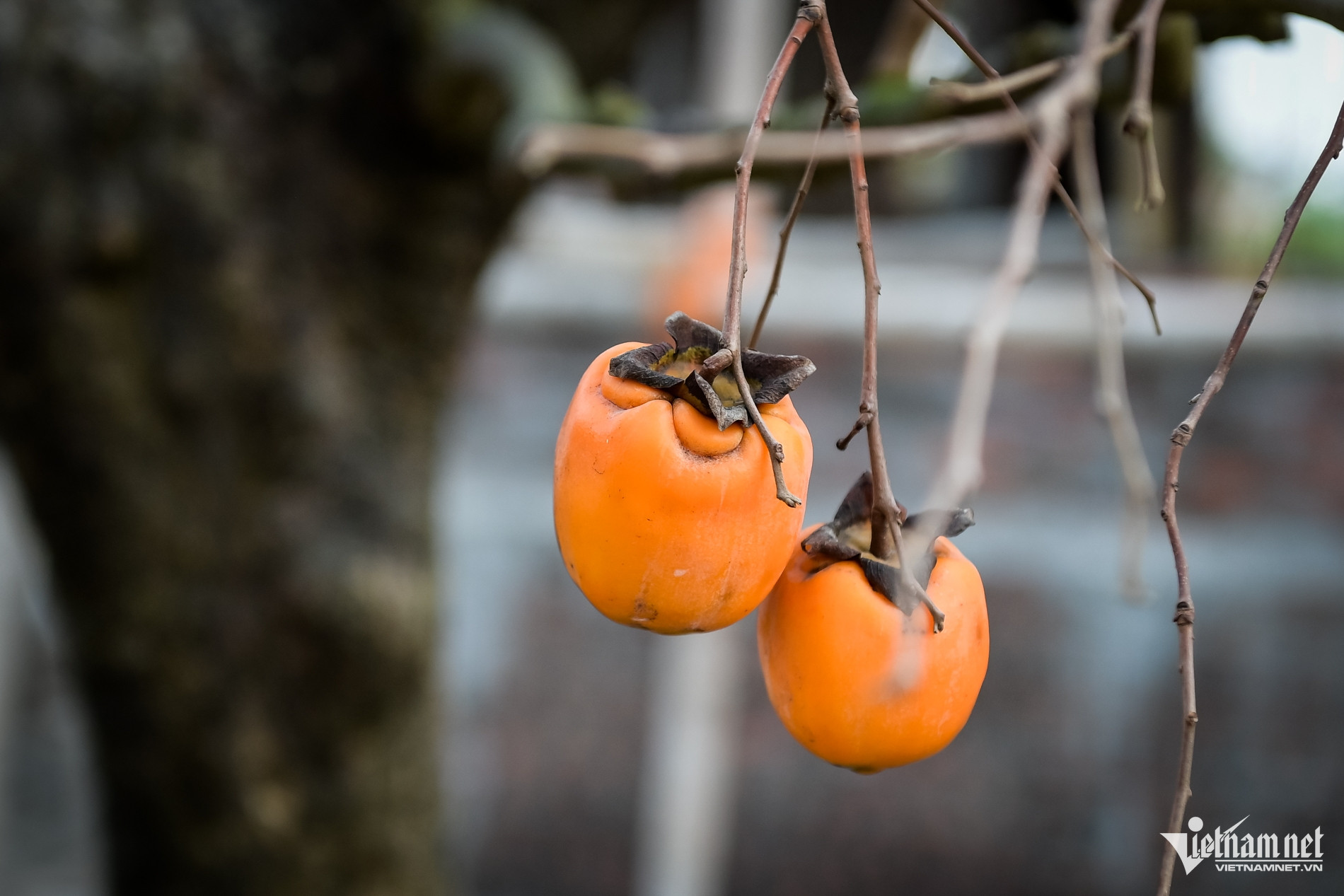 C&acirc;y hồng cổ 100 năm tuổi ở Ninh B&igrave;nh được trả gi&aacute; 500 triệu đồng - Ảnh 7.