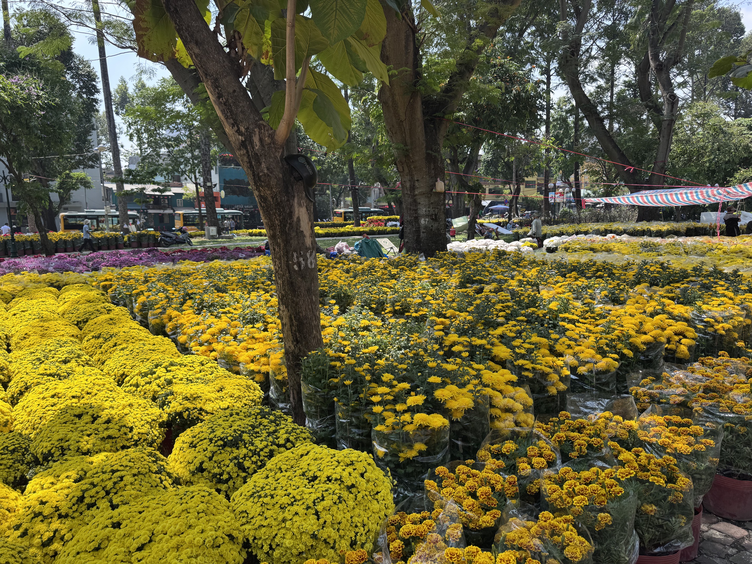 Không khí chợ hoa Tết ở TPHCM sôi động trước ngày khai trương 2026 - Ảnh 3.