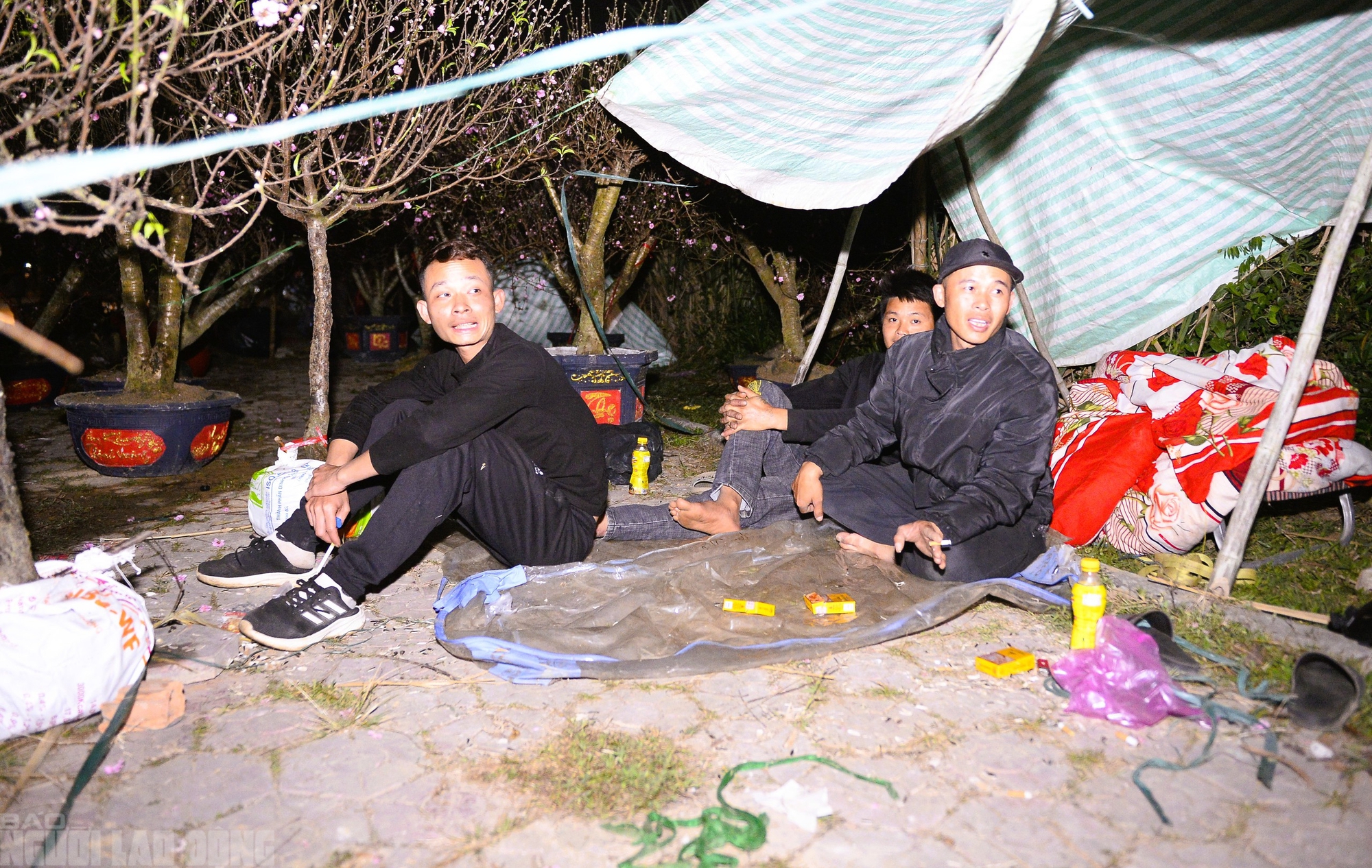 Xuy&ecirc;n đ&ecirc;m canh đ&agrave;o, quất trong gi&aacute; r&eacute;t - Ảnh 1.