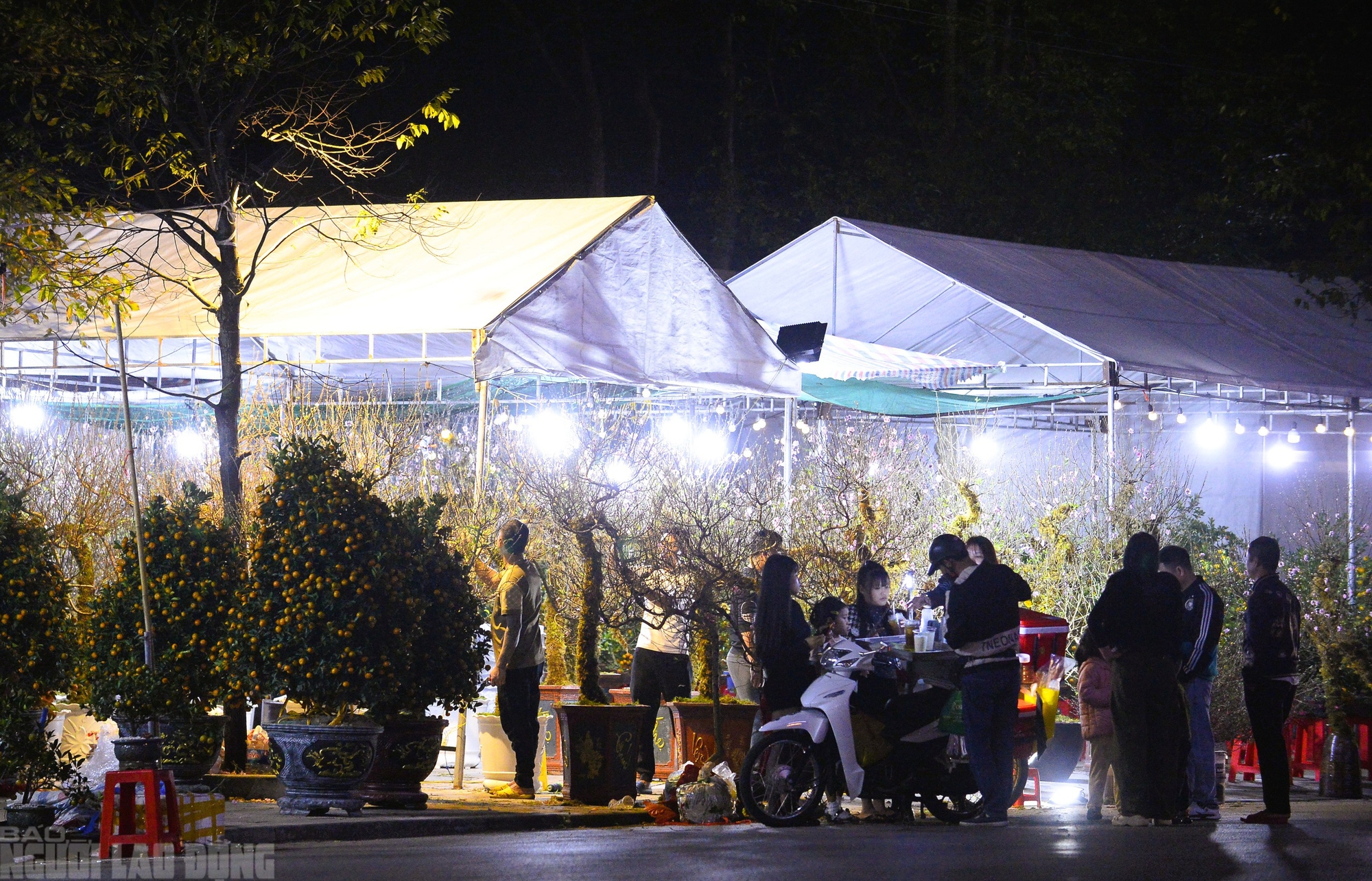 Xuy&ecirc;n đ&ecirc;m canh đ&agrave;o, quất trong gi&aacute; r&eacute;t - Ảnh 2.