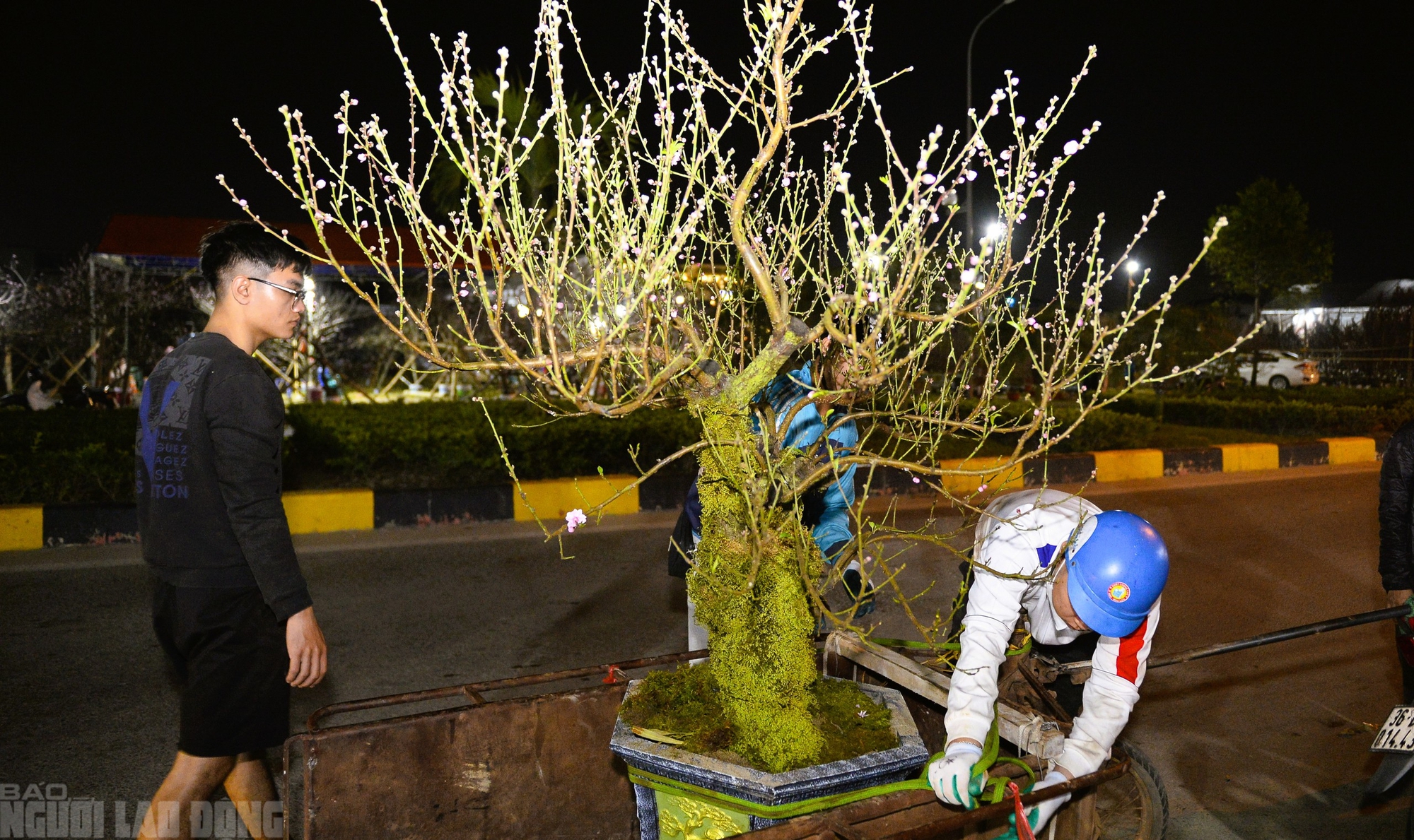 Xuy&ecirc;n đ&ecirc;m canh đ&agrave;o, quất trong gi&aacute; r&eacute;t - Ảnh 14.