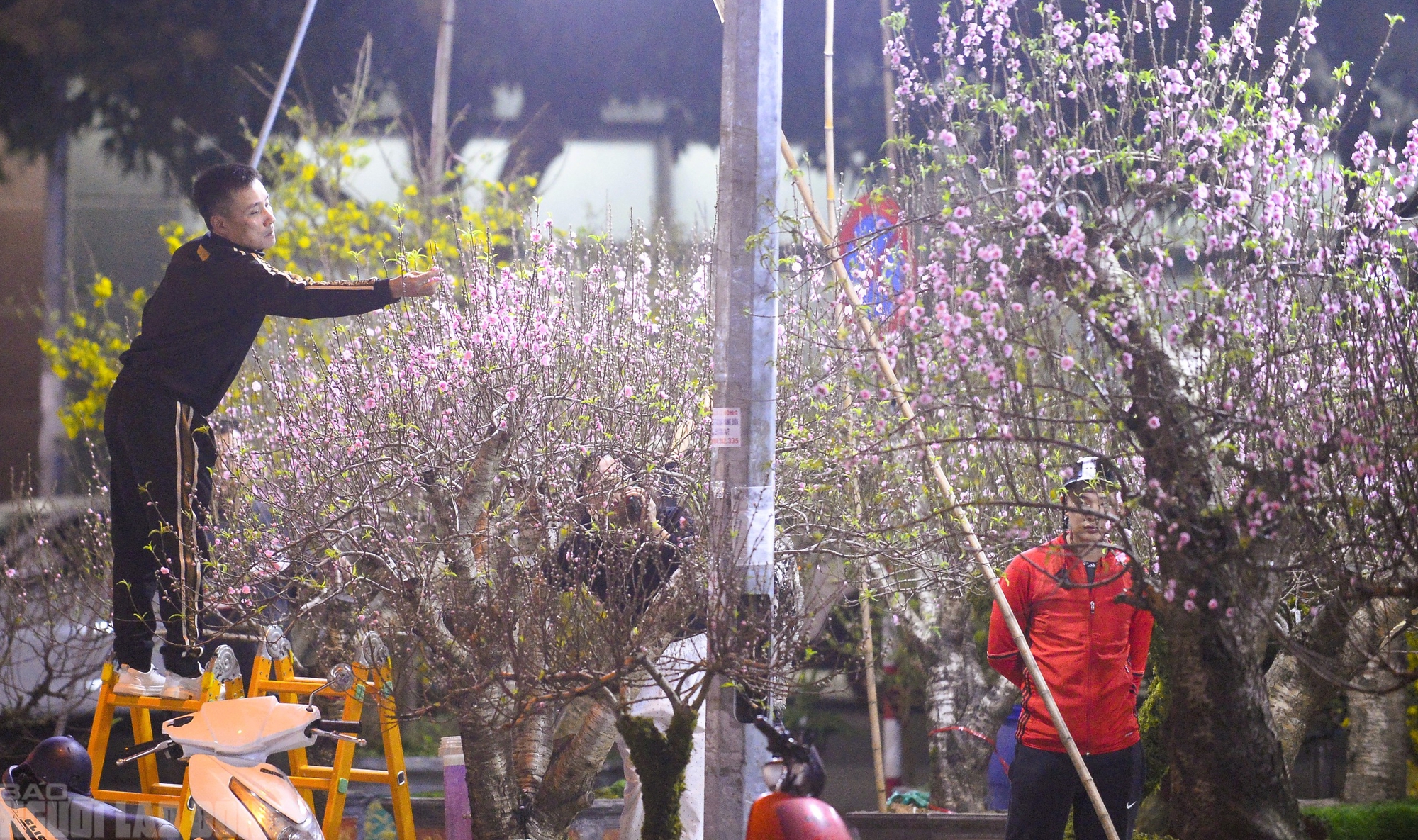 Xuy&ecirc;n đ&ecirc;m canh đ&agrave;o, quất trong gi&aacute; r&eacute;t - Ảnh 8.