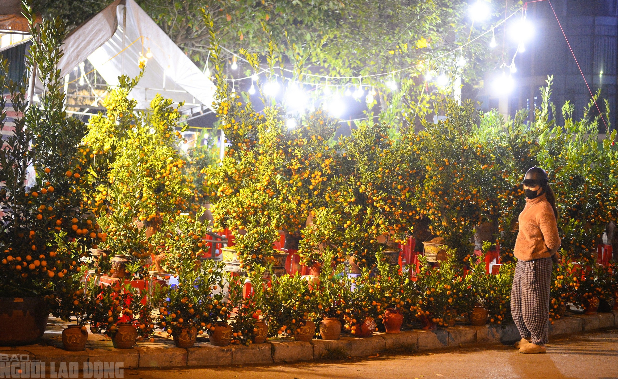 Xuy&ecirc;n đ&ecirc;m canh đ&agrave;o, quất trong gi&aacute; r&eacute;t - Ảnh 11.