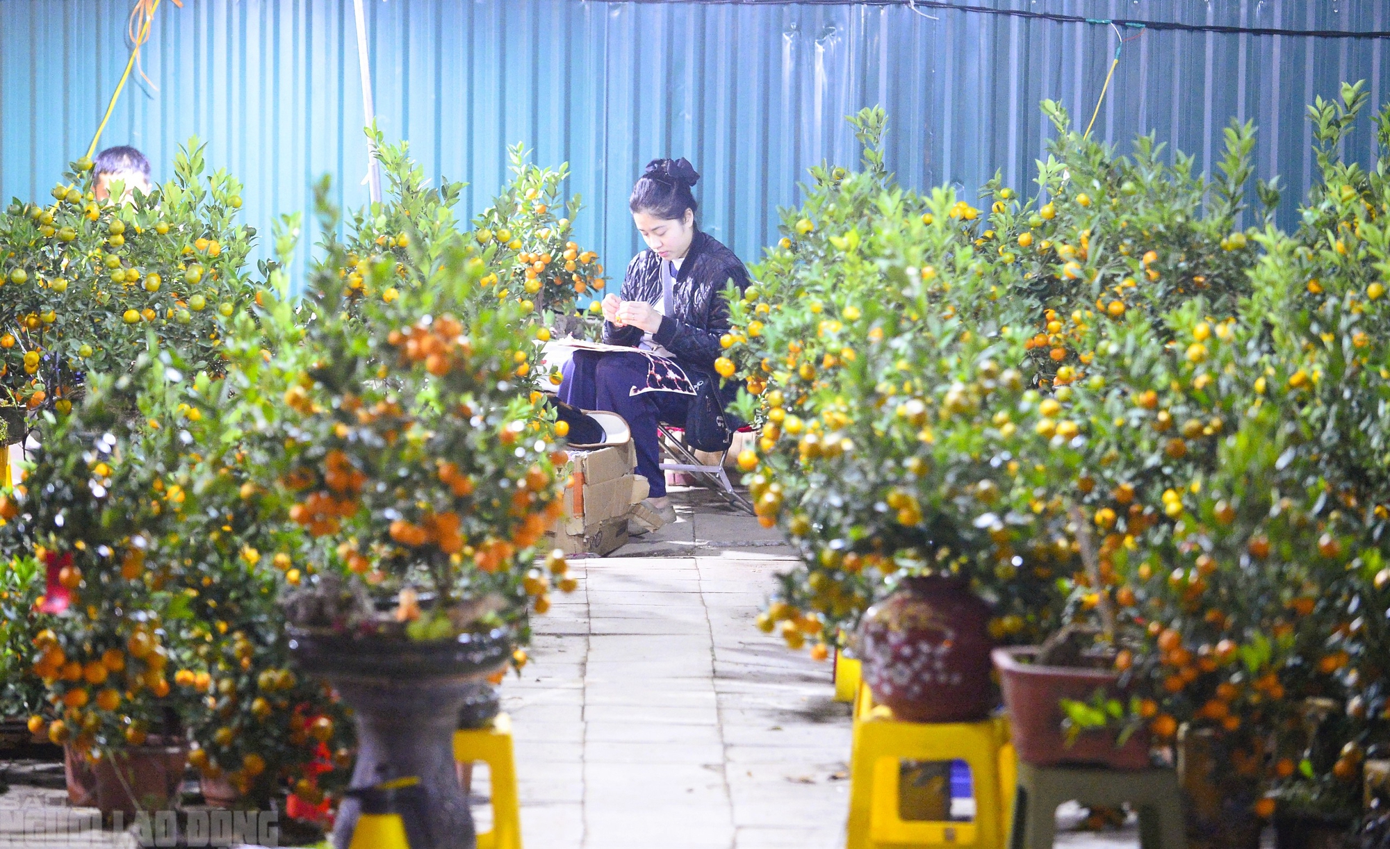 Xuy&ecirc;n đ&ecirc;m canh đ&agrave;o, quất trong gi&aacute; r&eacute;t - Ảnh 12.