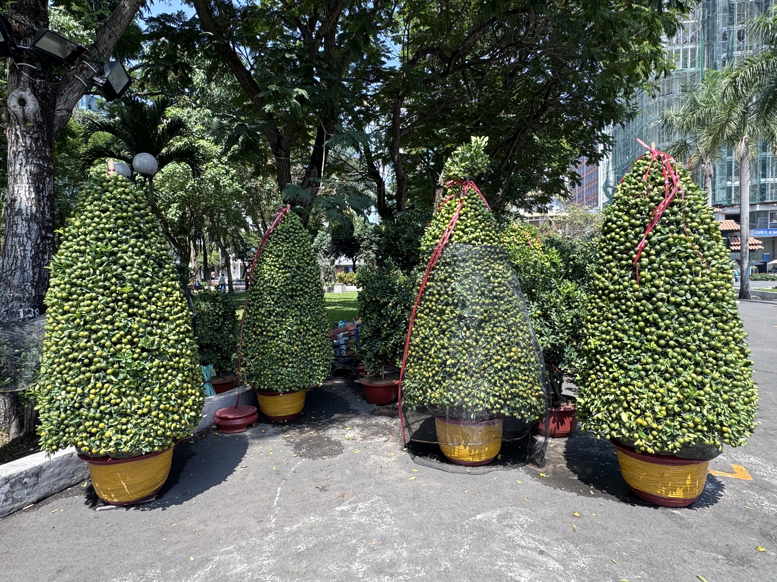 Không khí chợ hoa Tết ở TPHCM sôi động trước ngày khai trương 2026 - Ảnh 12.