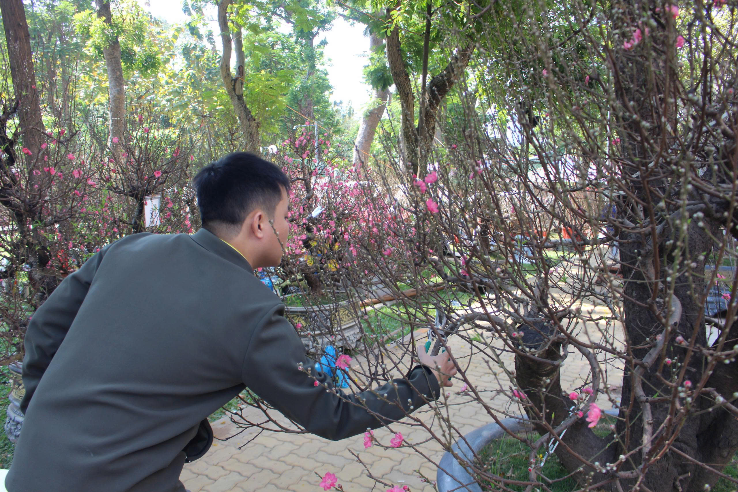 Đào cổ thụ tiền trăm triệu hút khách sớm ở chợ hoa TP HCM  - Ảnh 3.