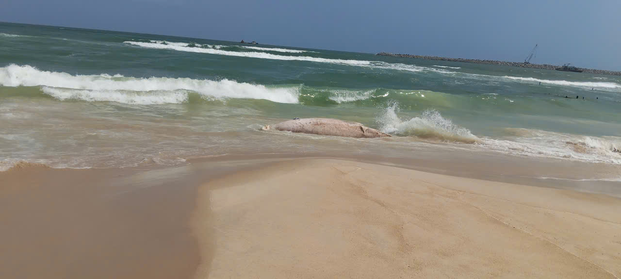 Xác cá voi "khủng" dạt vào bờ biển Quảng Trị - Ảnh 1.