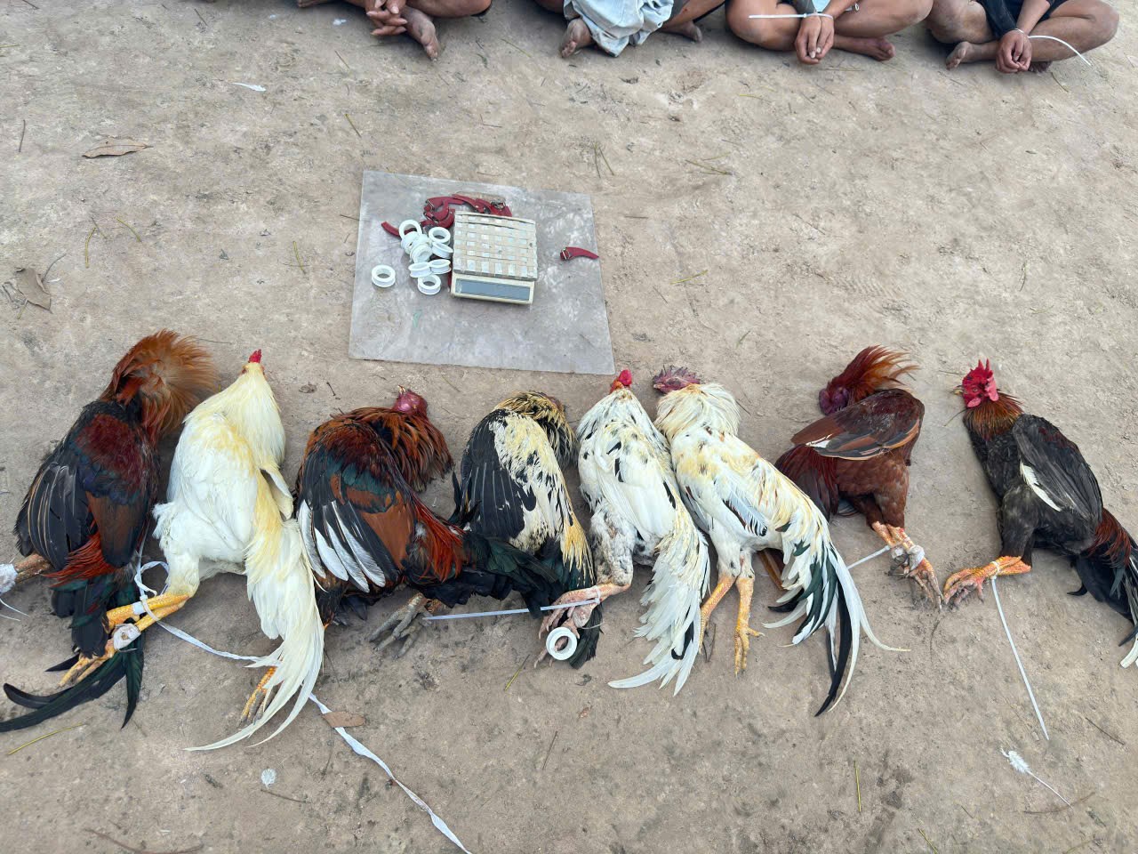 - Ảnh 2. - Ảnh 2.