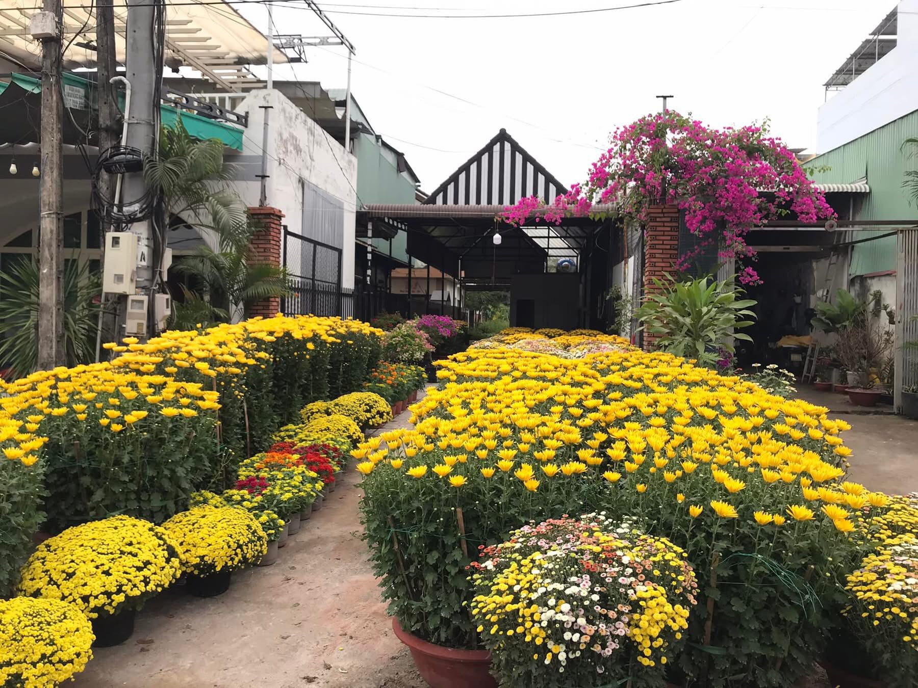 Trend “Ăn hoa như ăn rau” tiềm ẩn rủi ro - Ảnh 3.