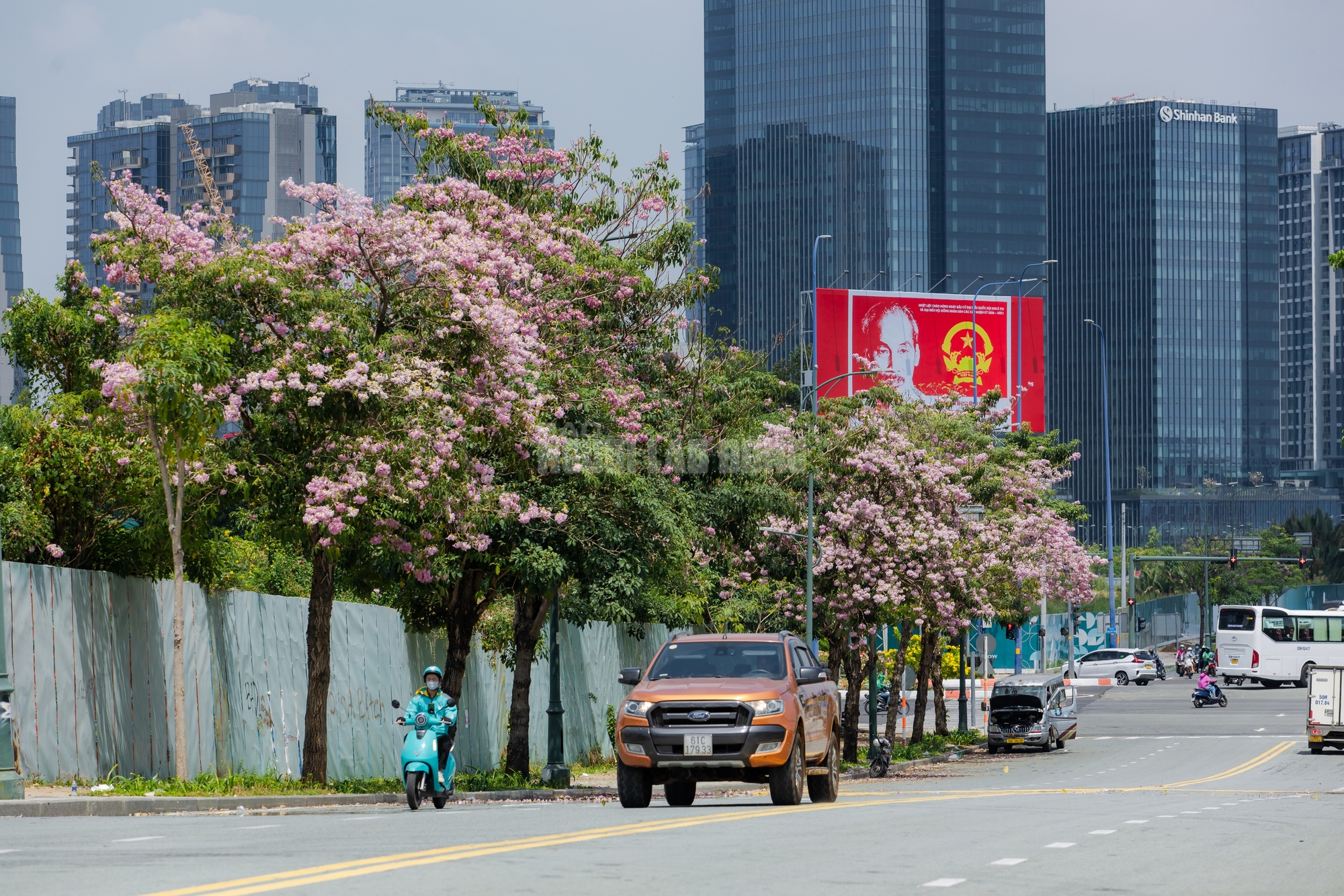 VIDEO: Con đường hoa kèn hồng lãng mạn tại TPHCM - Ảnh 1.