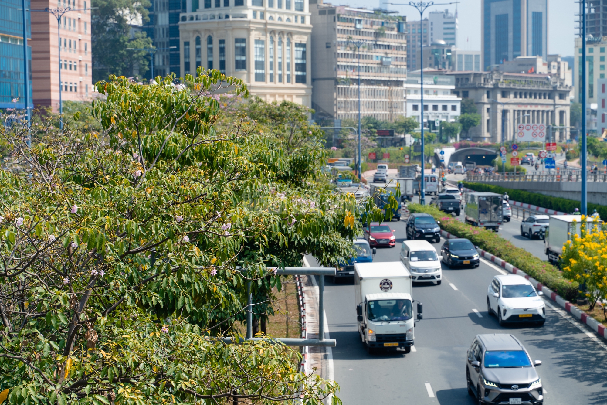 VIDEO: Con đường hoa kèn hồng lãng mạn tại TPHCM - Ảnh 3.