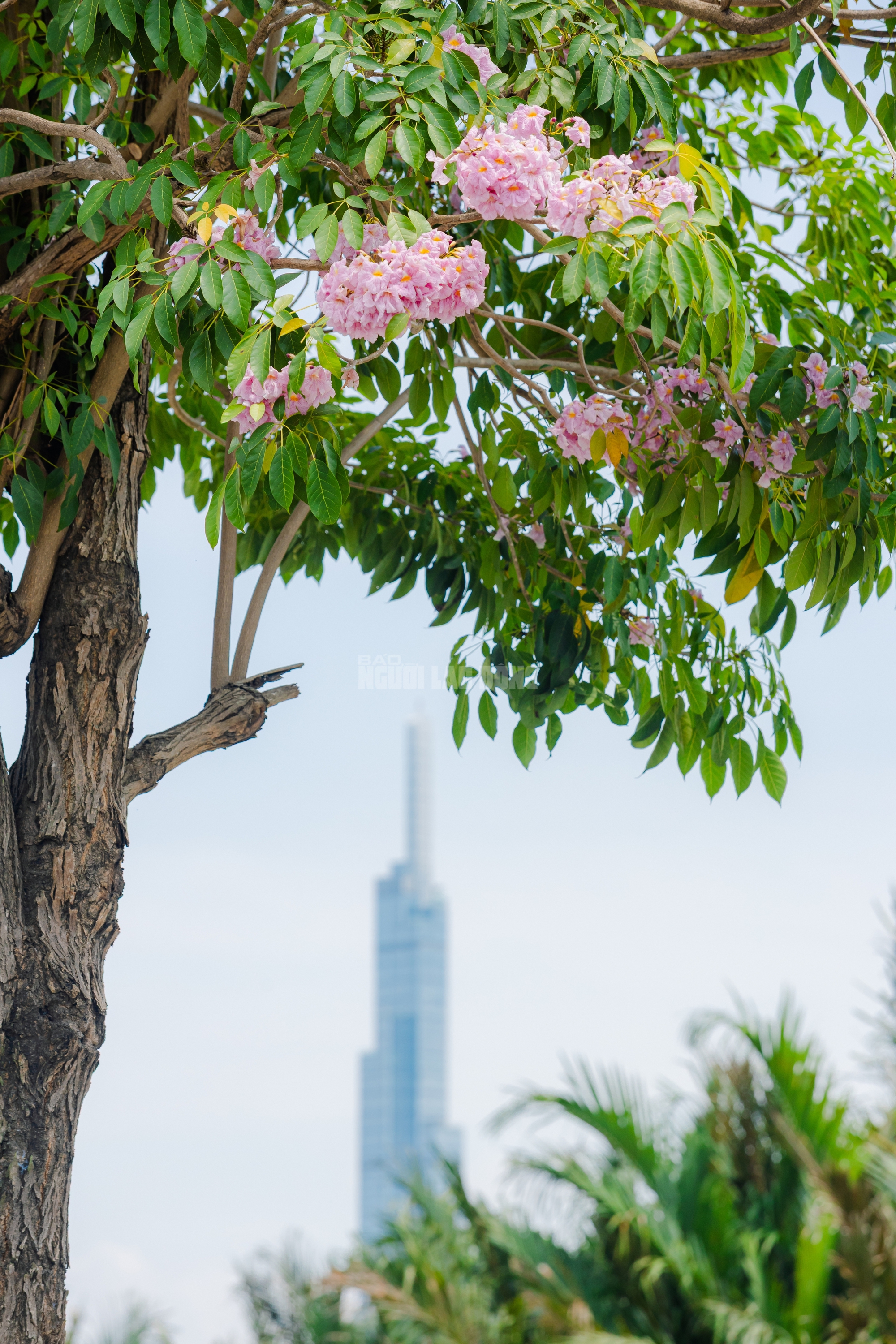 VIDEO: Con đường hoa kèn hồng lãng mạn tại TPHCM - Ảnh 5.