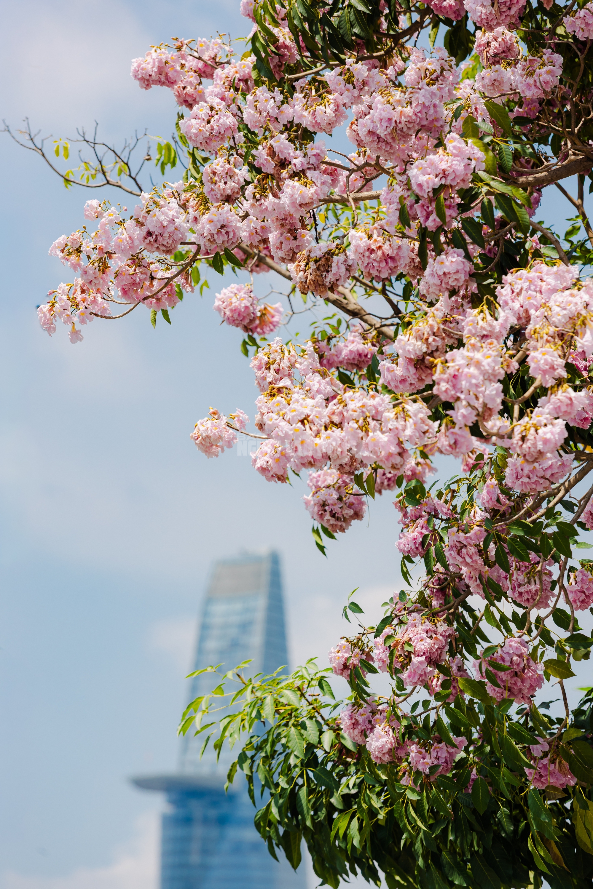 VIDEO: Con đường hoa kèn hồng lãng mạn tại TPHCM - Ảnh 6.