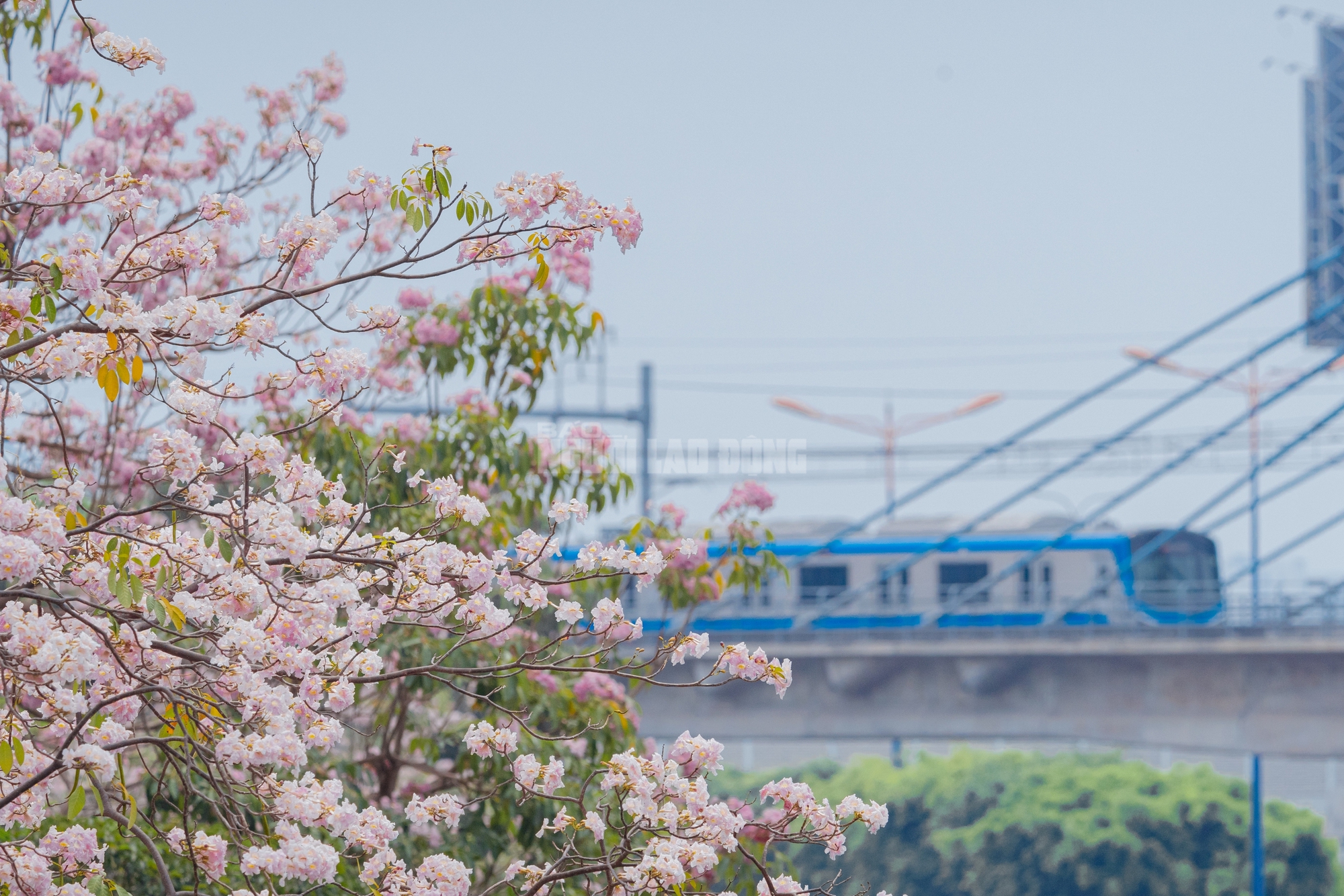 VIDEO: Con đường hoa kèn hồng lãng mạn tại TPHCM - Ảnh 8.