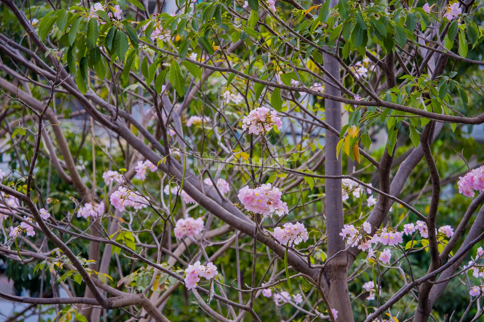 VIDEO: Con đường hoa kèn hồng lãng mạn tại TPHCM - Ảnh 11.