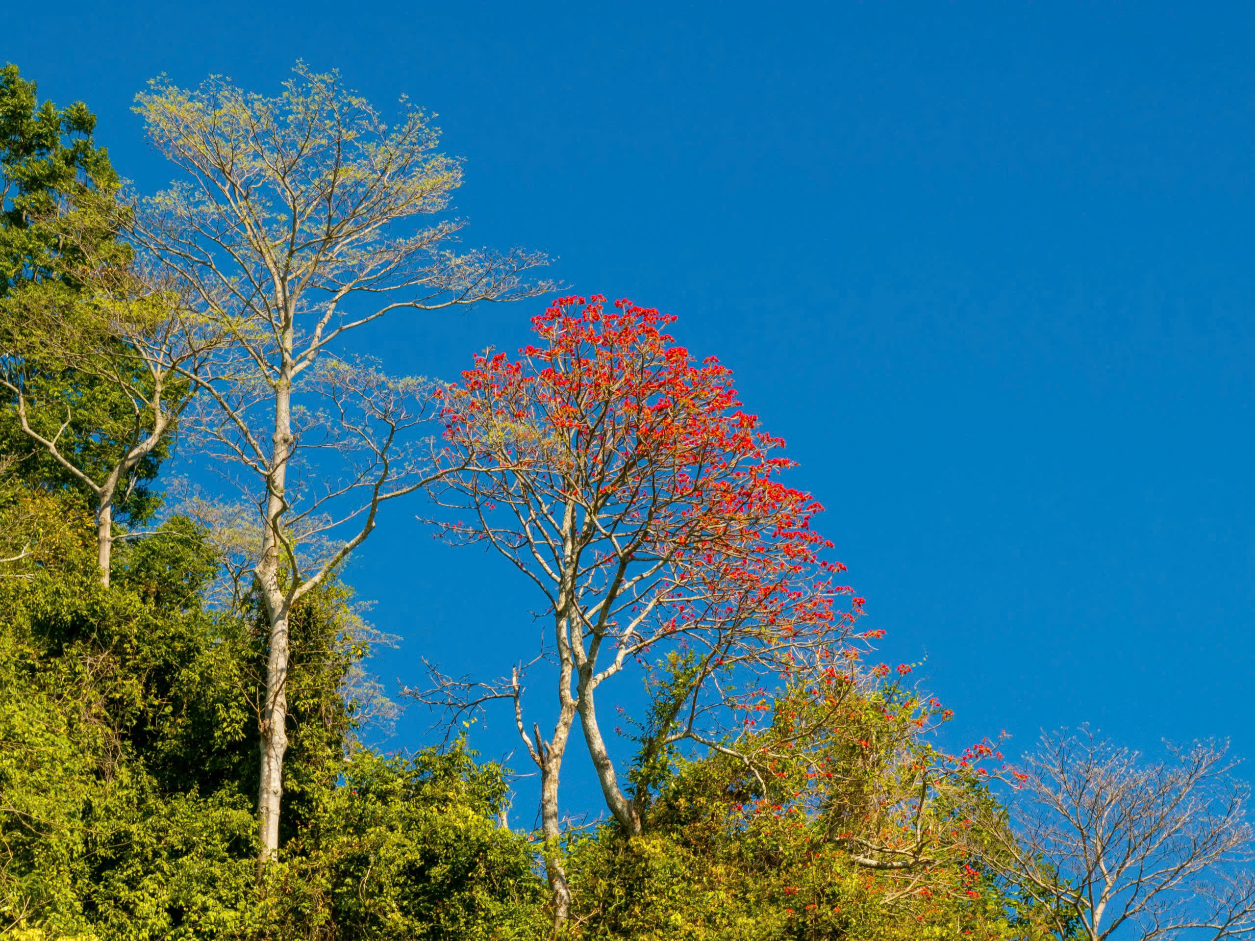 Th&aacute;ng 3, giới trẻ đổ về n&uacute;i B&agrave; Đen &ldquo;săn&rdquo; ảnh hoa v&ocirc;ng nem đỏ rực - Ảnh 12.