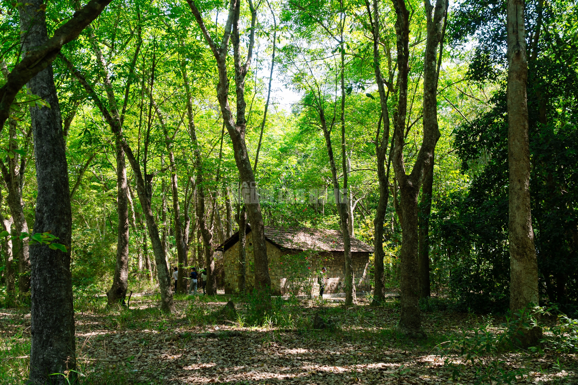 VIDEO: Ngẩn ngơ trước vẻ đẹp thơ mộng của 