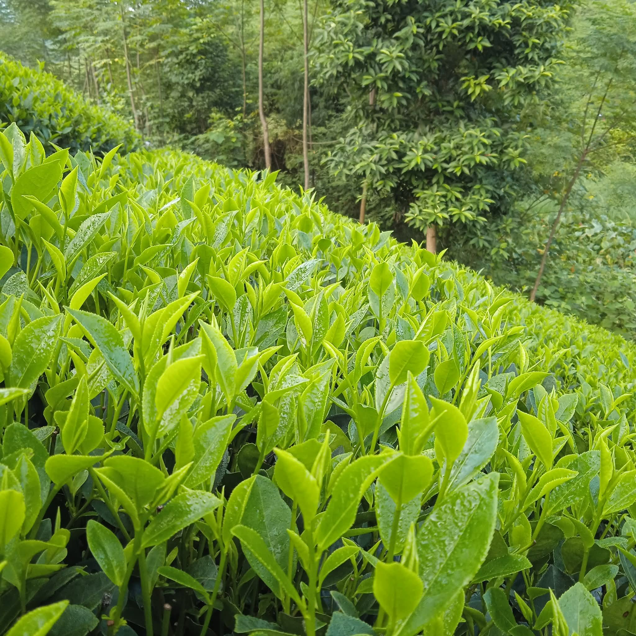 Nhật ký của trà - Ảnh 1.