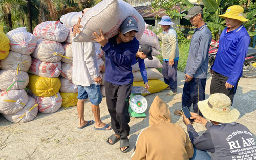 Ổn định thị trường lúa gạo - Ảnh 1.