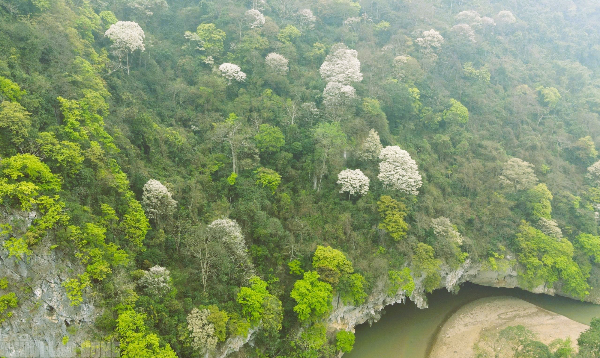 Ng&acirc;y ngất với lo&agrave;i hoa nở trắng rừng xứ Thanh - Ảnh 1.