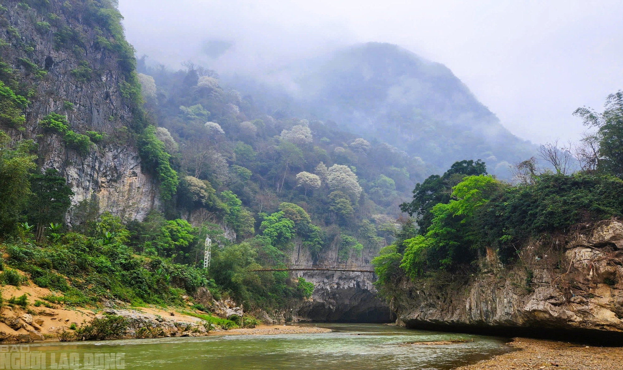 Ng&acirc;y ngất với lo&agrave;i hoa nở trắng rừng xứ Thanh - Ảnh 2.