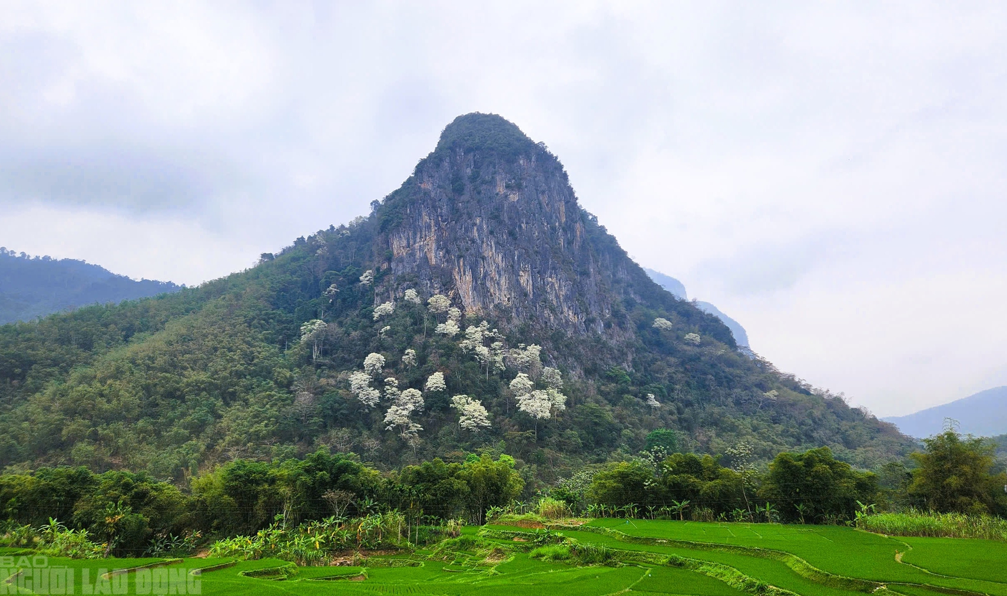 Ng&acirc;y ngất với lo&agrave;i hoa nở trắng rừng xứ Thanh - Ảnh 5.