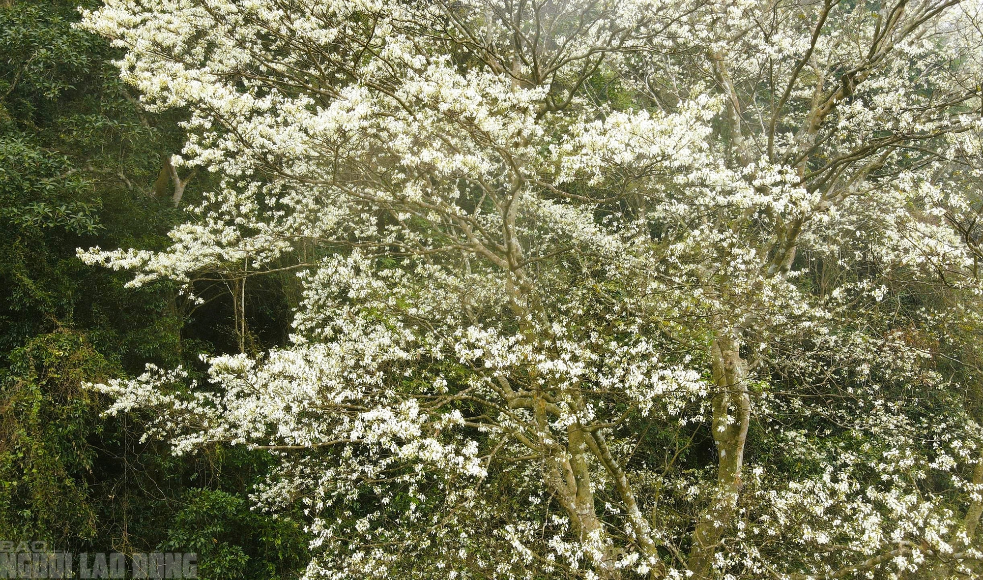 Ng&acirc;y ngất với lo&agrave;i hoa nở trắng rừng xứ Thanh - Ảnh 11.