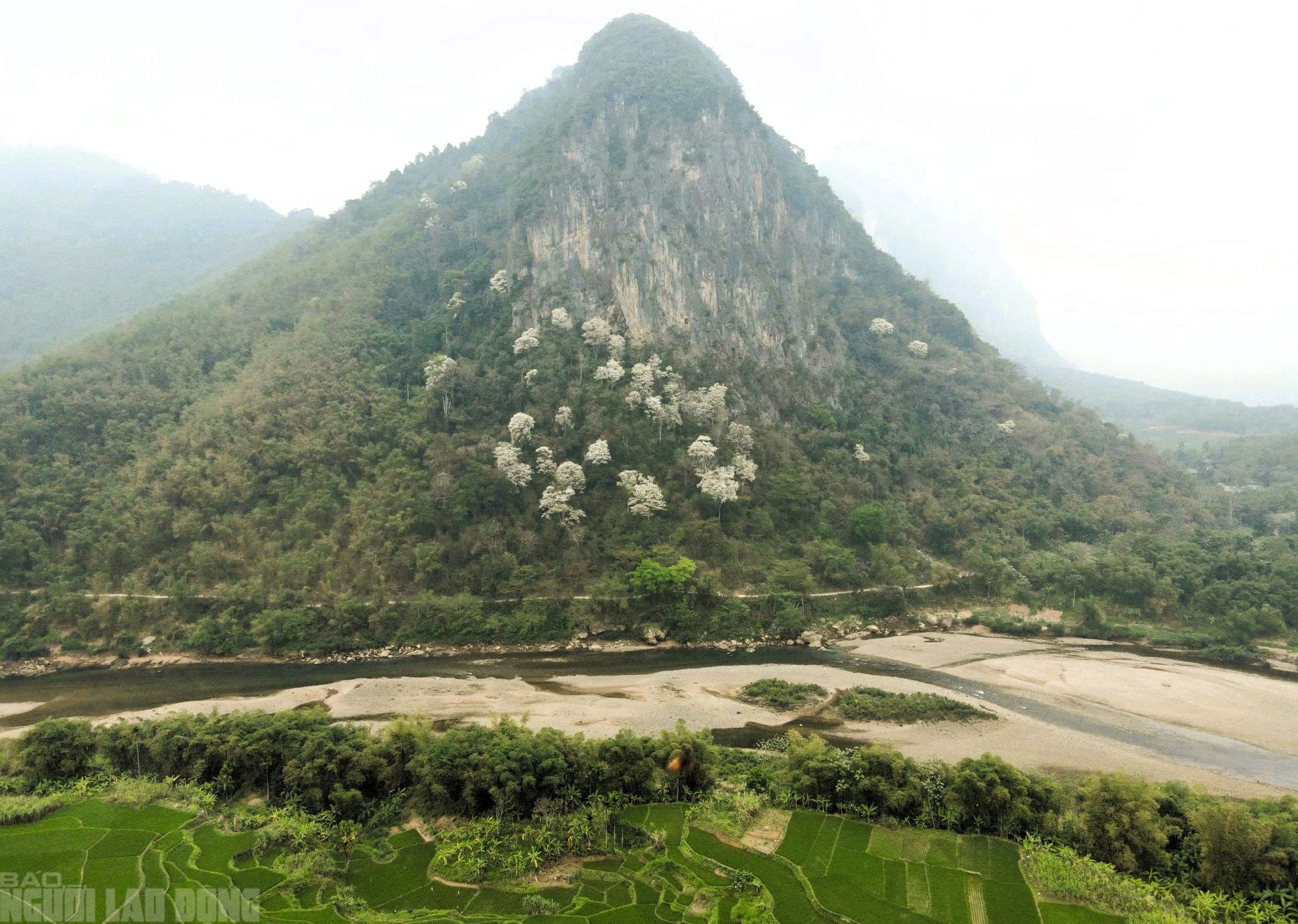 Ng&acirc;y ngất với lo&agrave;i hoa nở trắng rừng xứ Thanh - Ảnh 12.