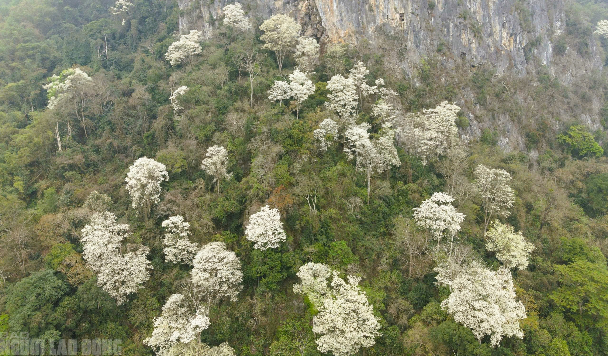 Ng&acirc;y ngất với lo&agrave;i hoa nở trắng rừng xứ Thanh - Ảnh 13.