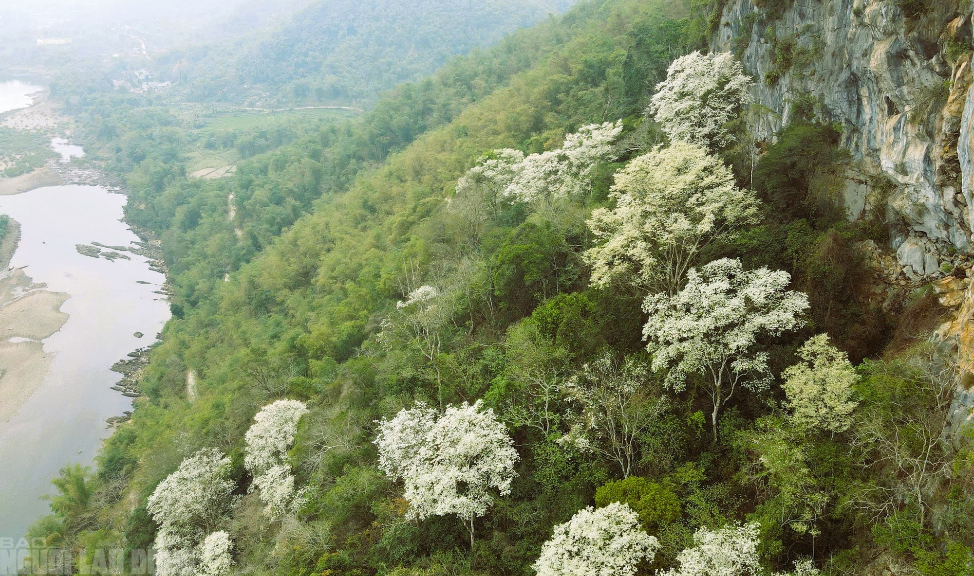 Ng&acirc;y ngất với lo&agrave;i hoa nở trắng rừng xứ Thanh - Ảnh 4.