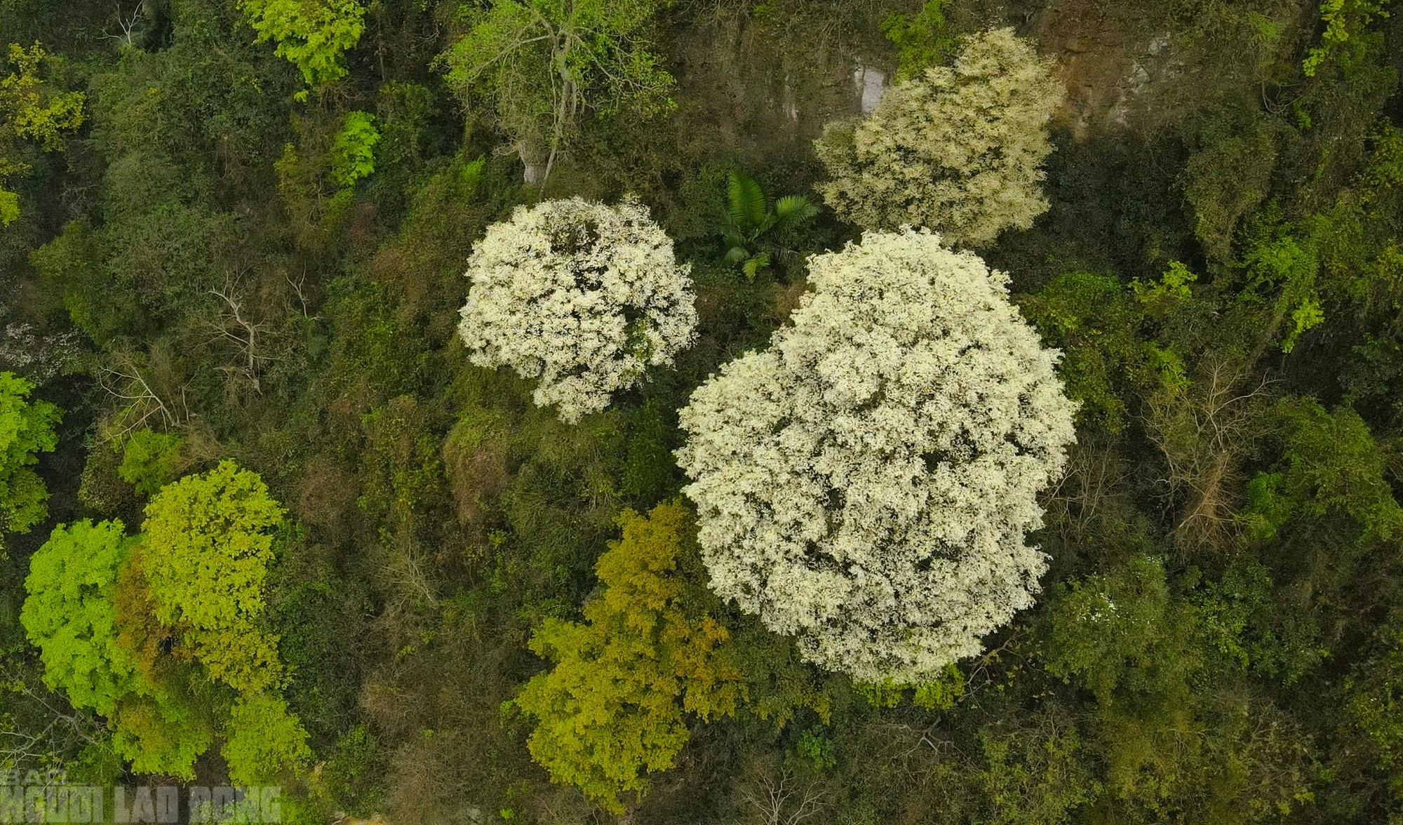 Ng&acirc;y ngất với lo&agrave;i hoa nở trắng rừng xứ Thanh - Ảnh 7.