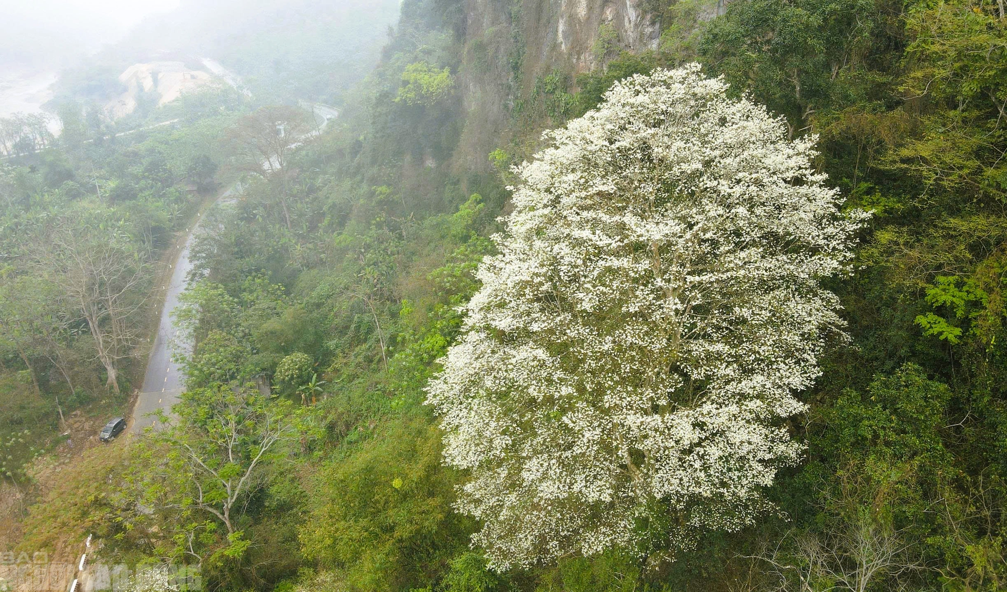 Ng&acirc;y ngất với lo&agrave;i hoa nở trắng rừng xứ Thanh - Ảnh 8.