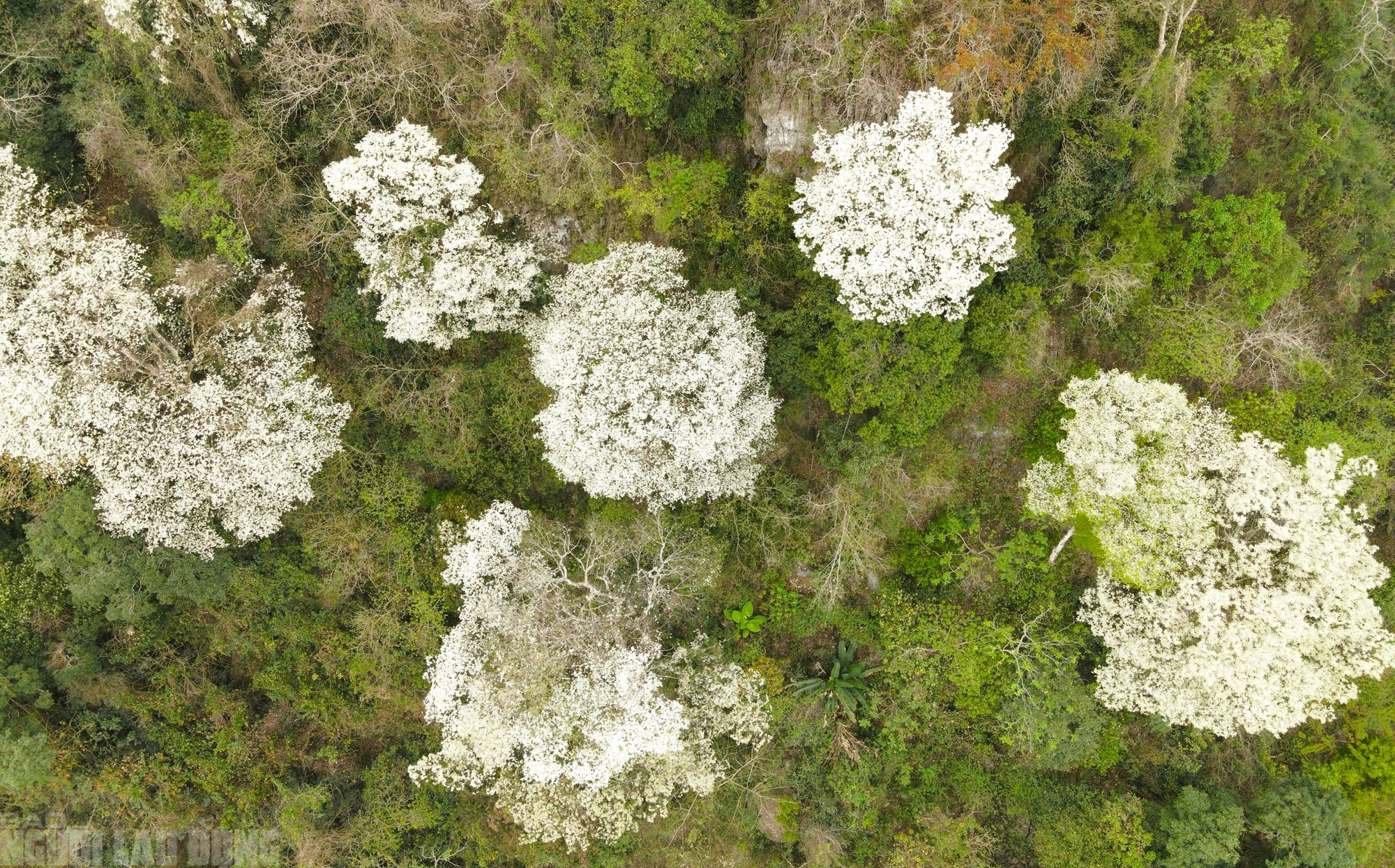 Ng&acirc;y ngất với lo&agrave;i hoa nở trắng rừng xứ Thanh - Ảnh 9.