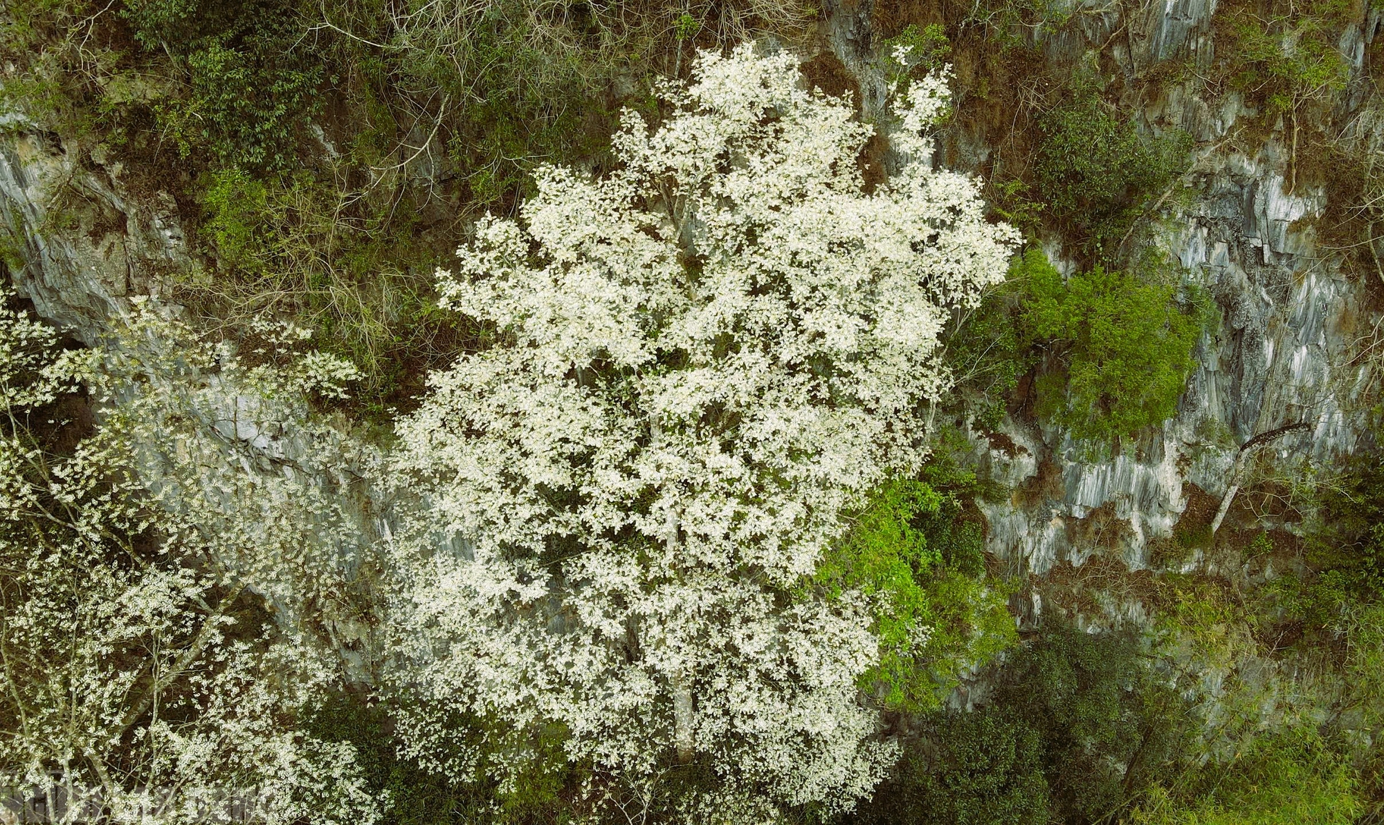 Ng&acirc;y ngất với lo&agrave;i hoa nở trắng rừng xứ Thanh - Ảnh 10.