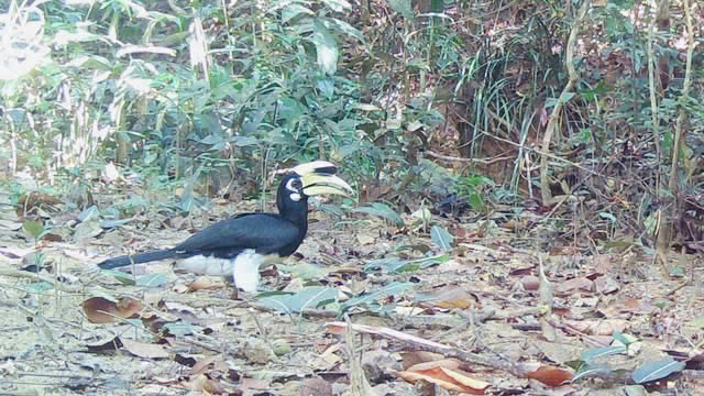 Ph&aacute;t hiện r&aacute;i c&aacute; v&agrave; chim hồng ho&agrave;ng qu&yacute; hiếm - Ảnh 2.