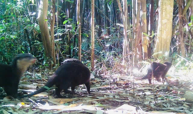 Ph&aacute;t hiện r&aacute;i c&aacute; v&agrave; chim hồng ho&agrave;ng qu&yacute; hiếm - Ảnh 1.