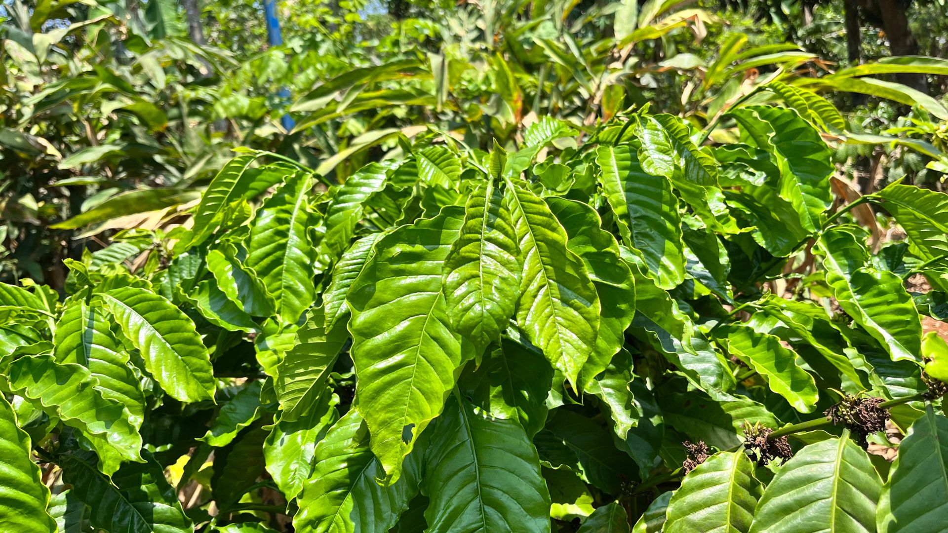 Cà phê rang củi - hương vị mộc mạc từ buôn làng - Ảnh 1.