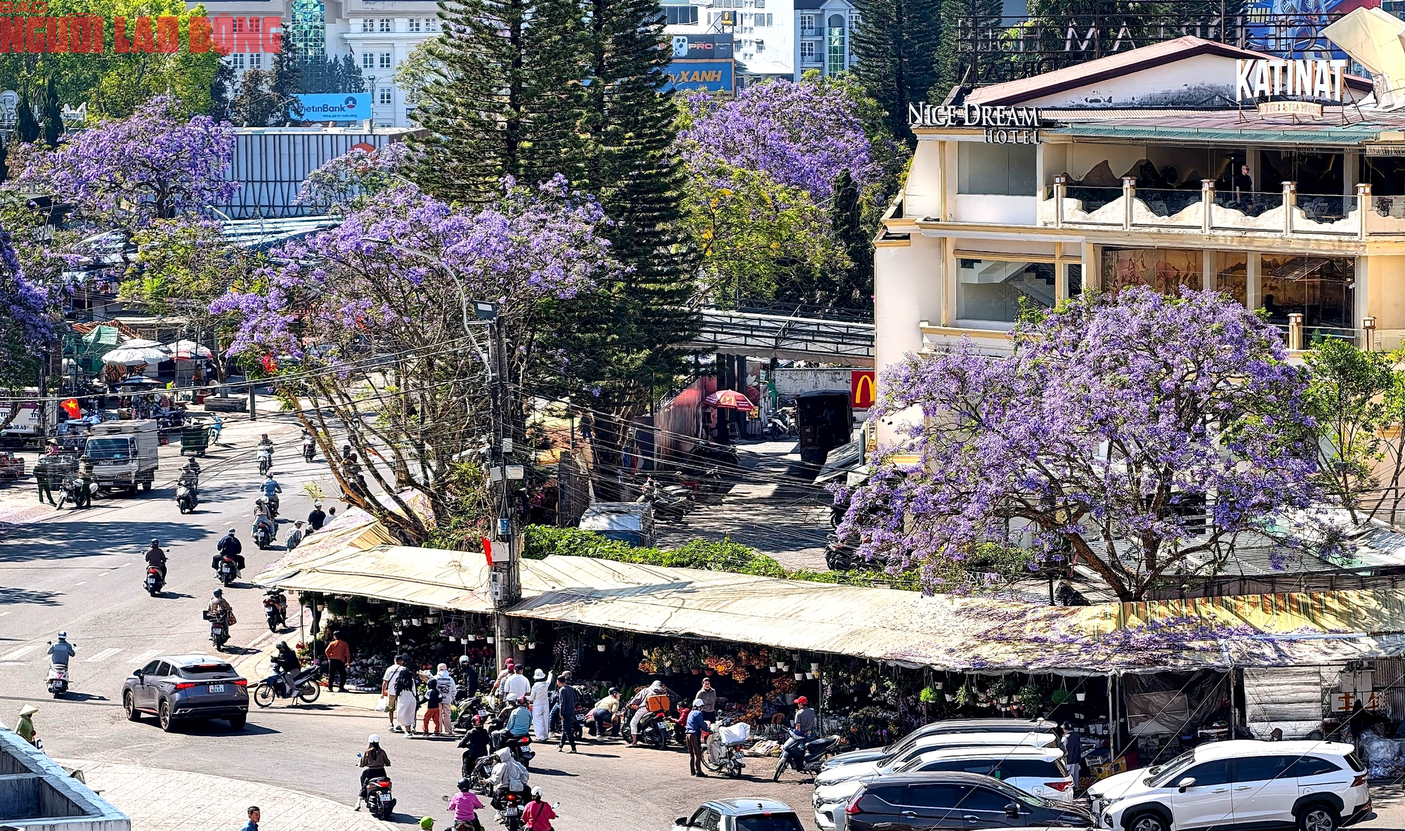 Phượng t&iacute;m bung nở, Đ&agrave; Lạt n&ecirc;n thơ hơn bất k&igrave; nơi n&agrave;o kh&aacute;c - Ảnh 1.