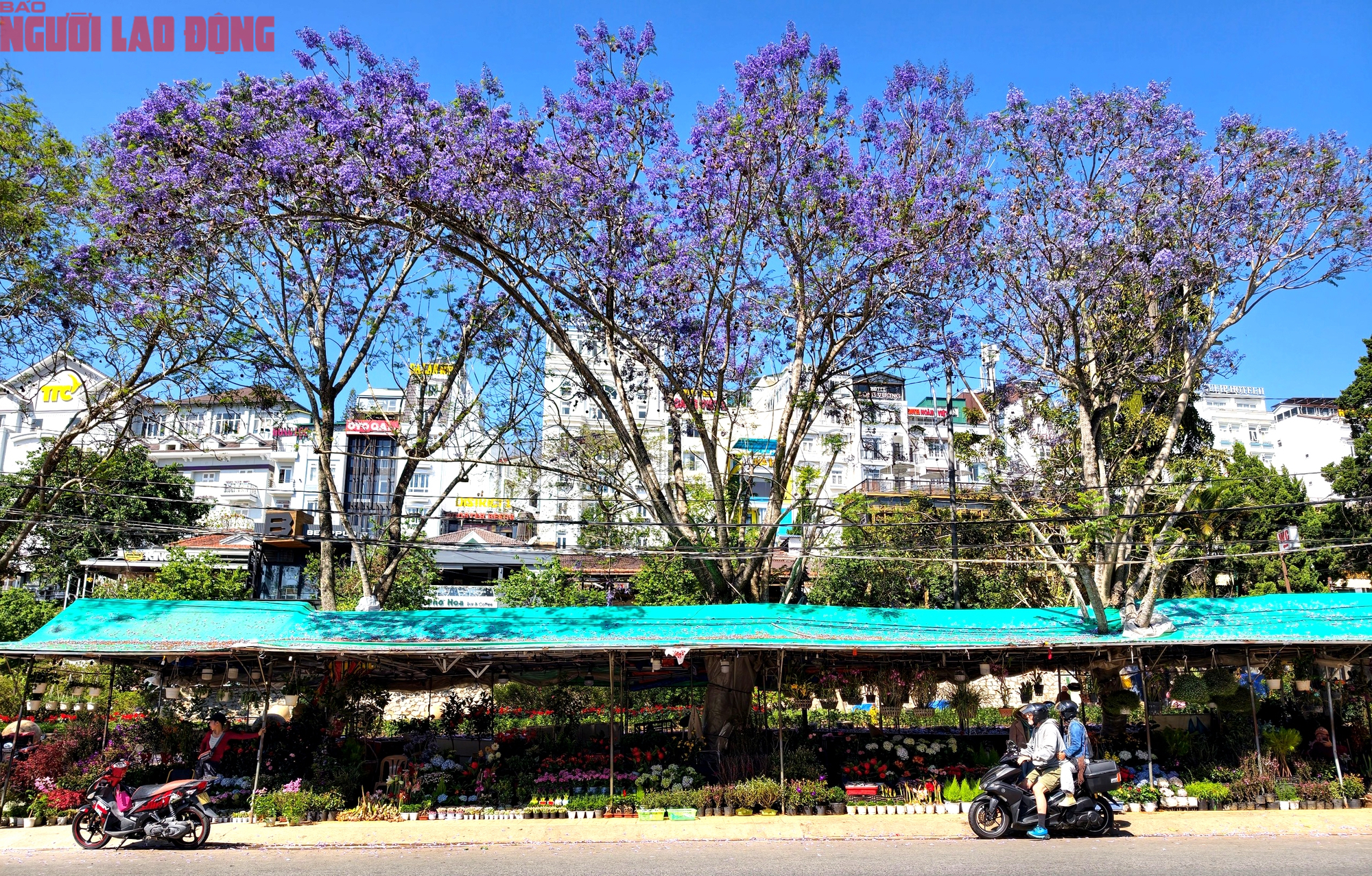 Phượng t&iacute;m bung nở, Đ&agrave; Lạt n&ecirc;n thơ hơn bất k&igrave; nơi n&agrave;o kh&aacute;c - Ảnh 2.