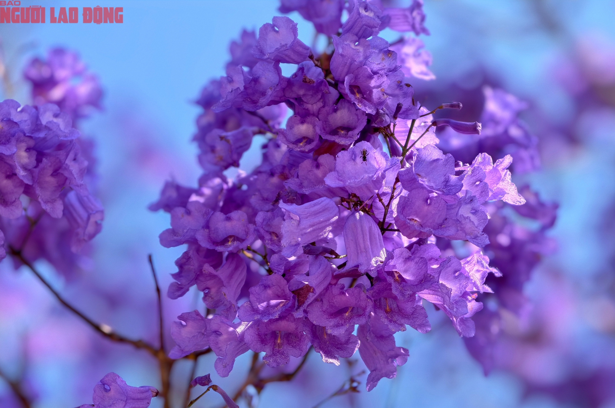 Phượng t&iacute;m bung nở, Đ&agrave; Lạt n&ecirc;n thơ hơn bất k&igrave; nơi n&agrave;o kh&aacute;c - Ảnh 3.